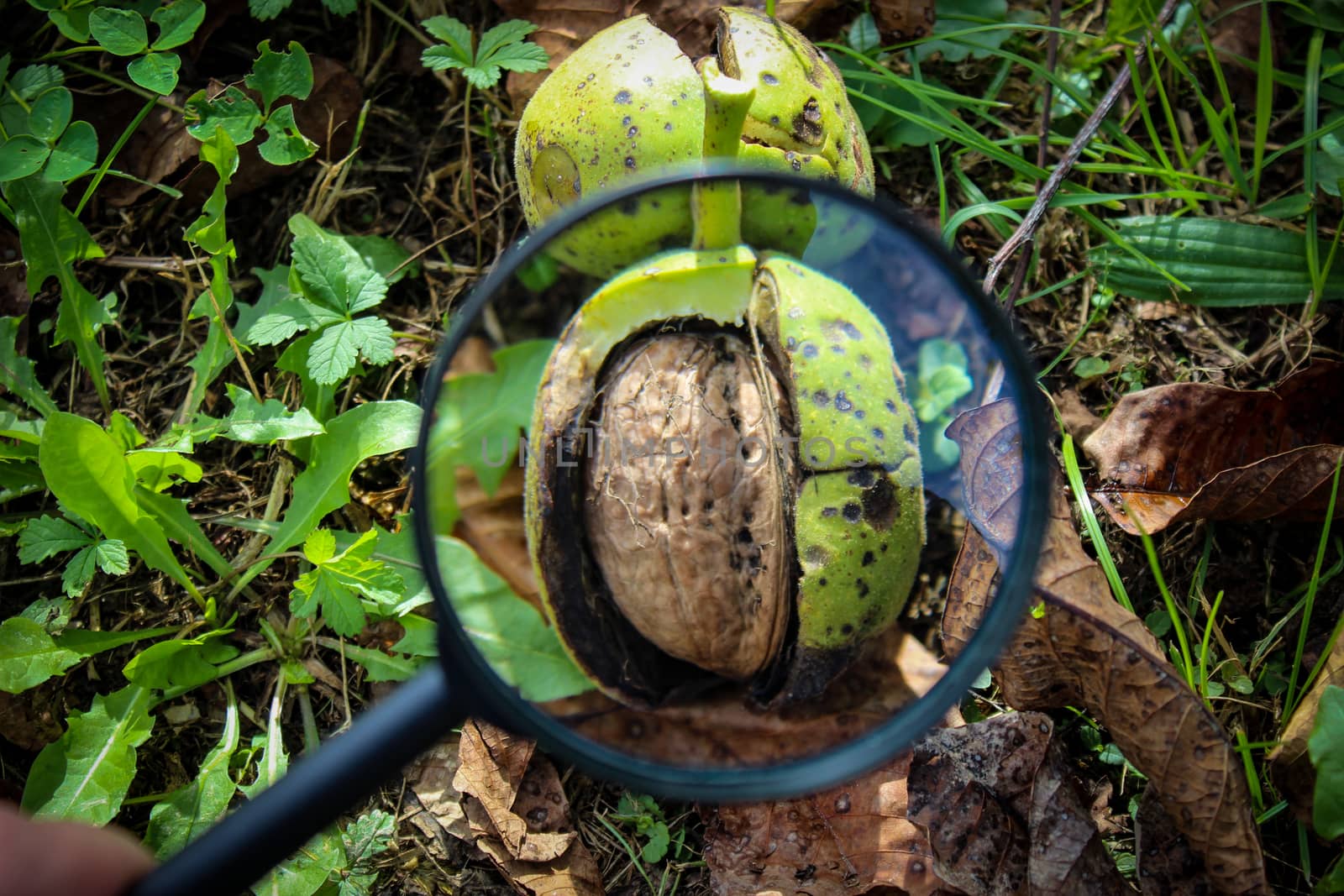 Walnut fruit inside the cracked green shell of the walnut on the ground is magnified through a magnifying glass. Zavidovici, Bosnia and Herzegovina.