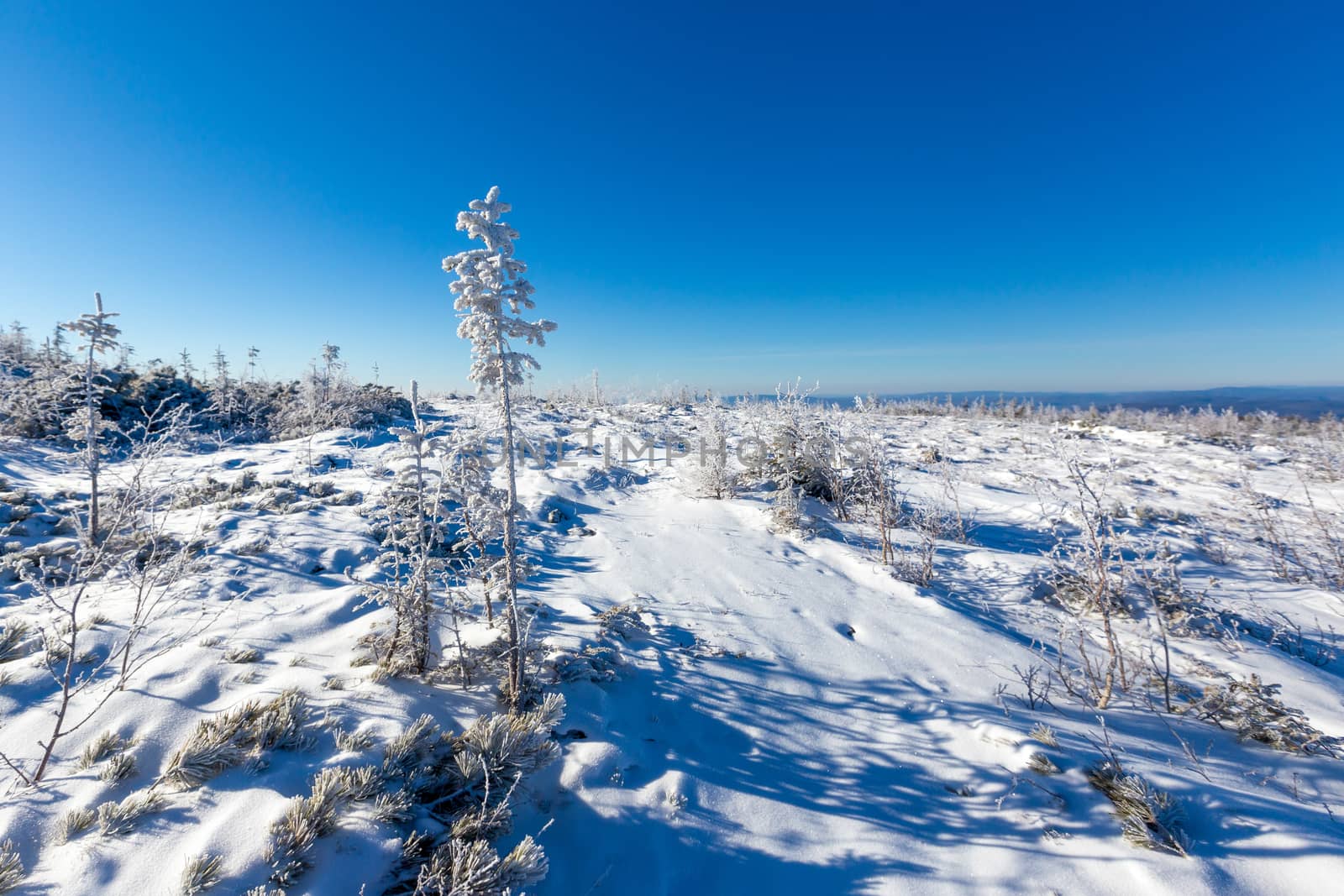 The pristine nature of the Zeya reserve. Snow-covered Christmas trees stand on the top of a snowy mountain