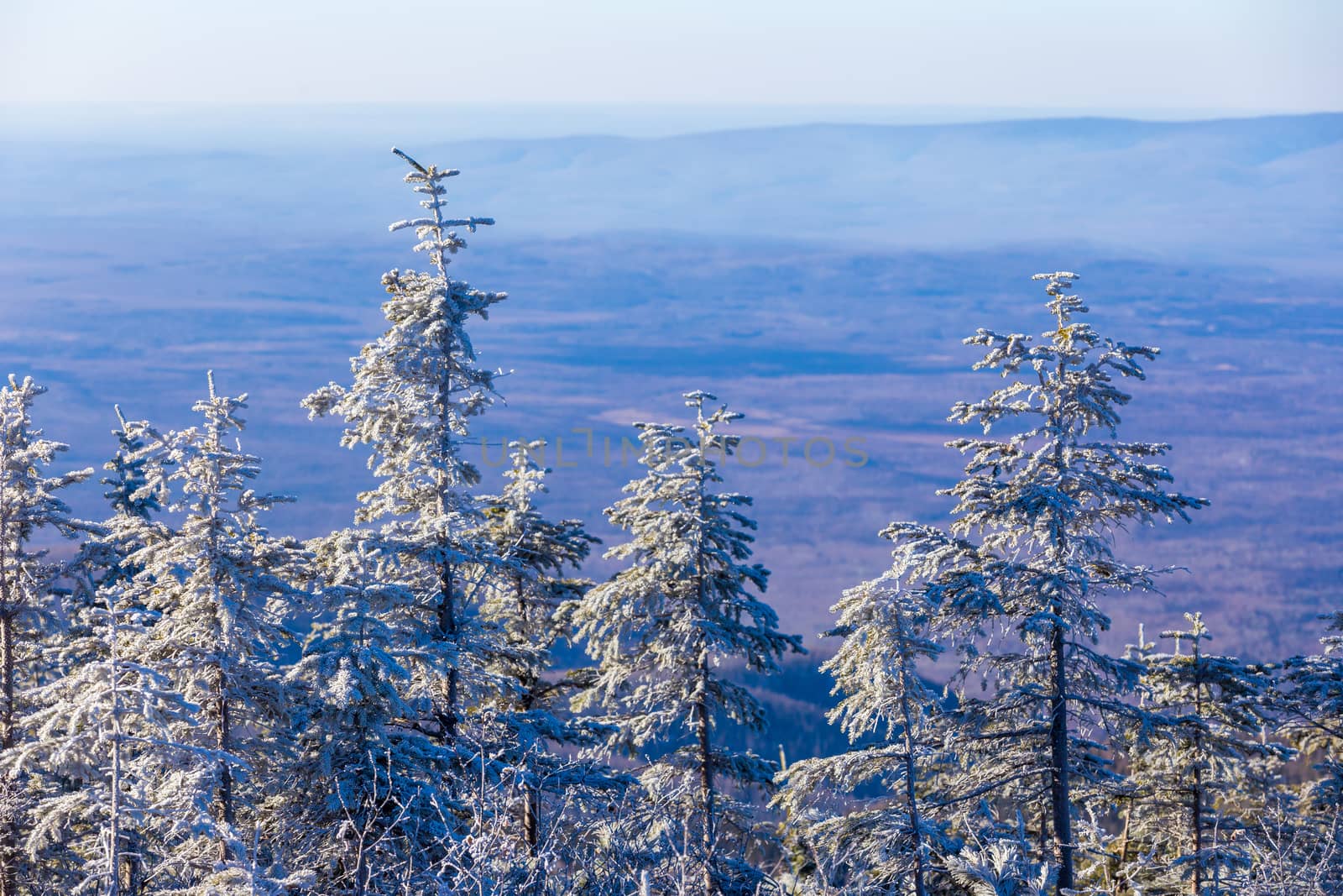 The pristine nature of the Zeya reserve. Snow-covered Christmas trees stand on the top of a snowy mountain