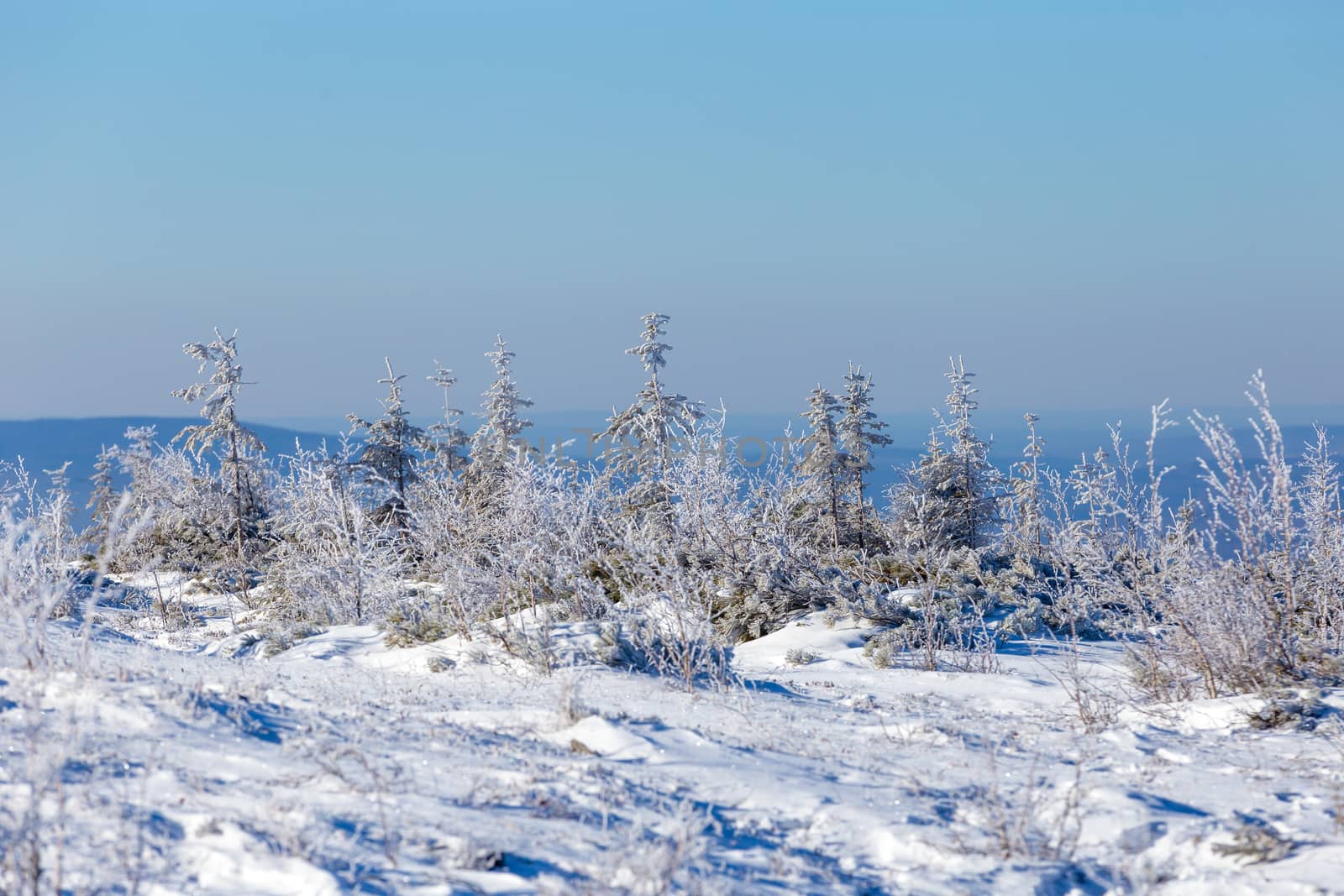 The pristine nature of the Zeya reserve. Snow-covered Christmas trees stand on the top of a snowy mountain