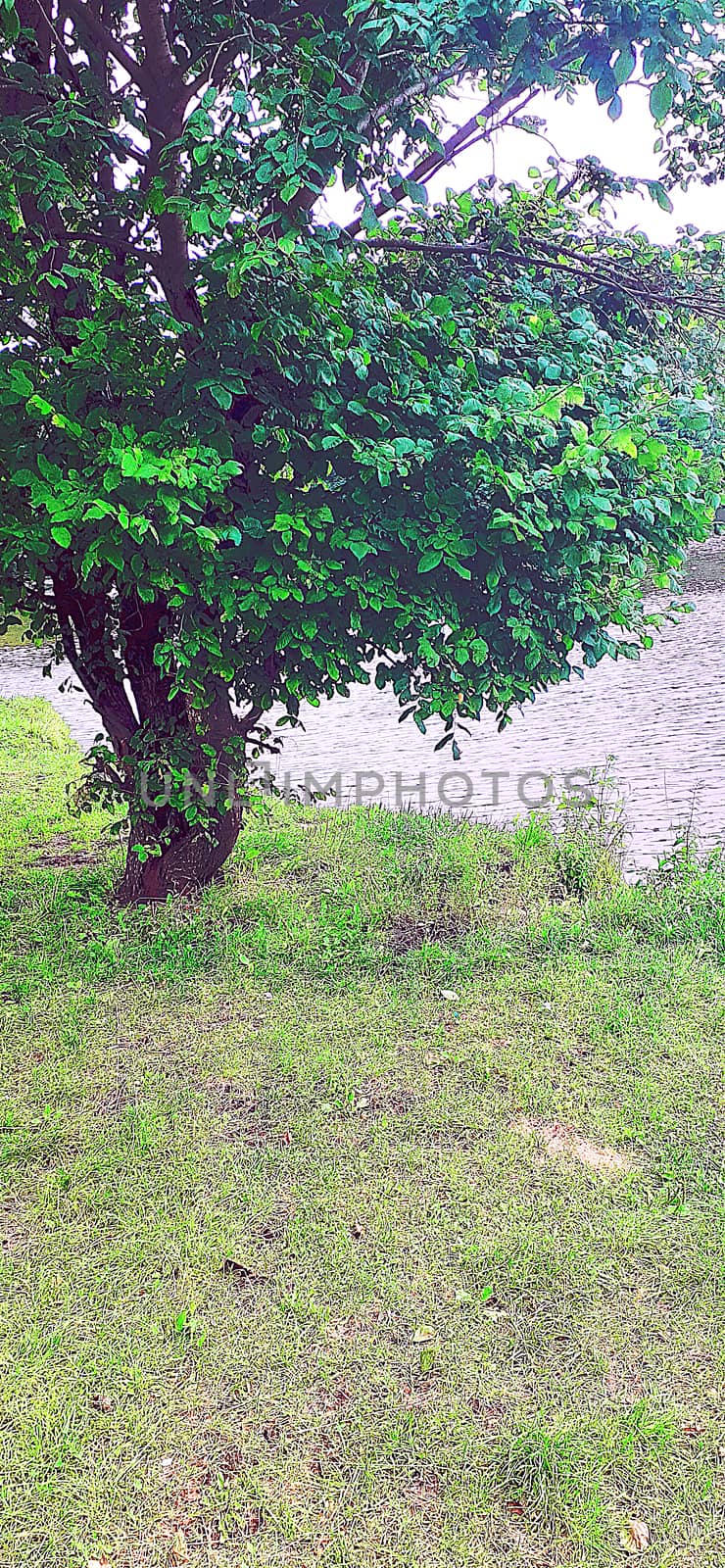 a lone deciduous tree with a massive trunk on the shore of a pond on a summer cloudy day in the park general plan