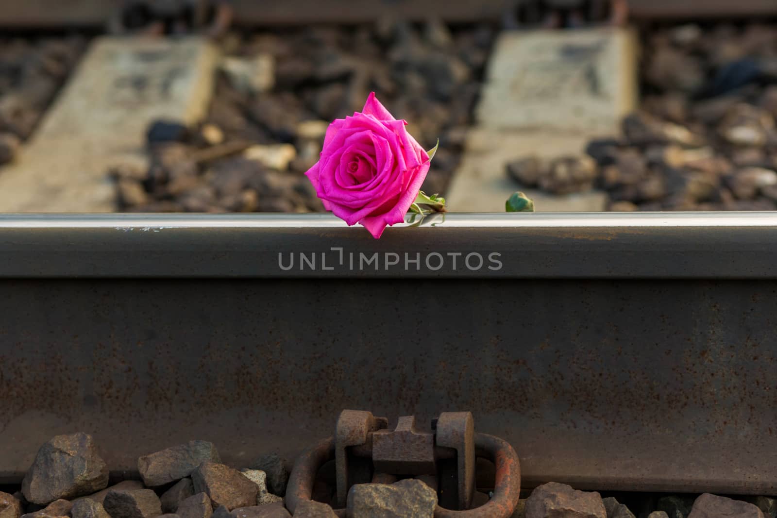 .Red rose lies on the rails on the train tracks. by galinasharapova