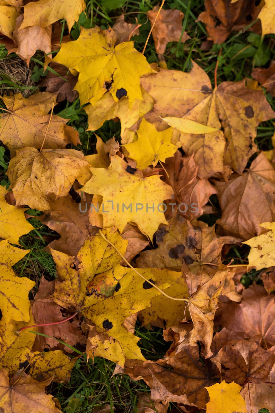 Fallen golden autumn leaves on green grass in sunny morning light in the beautiful park.