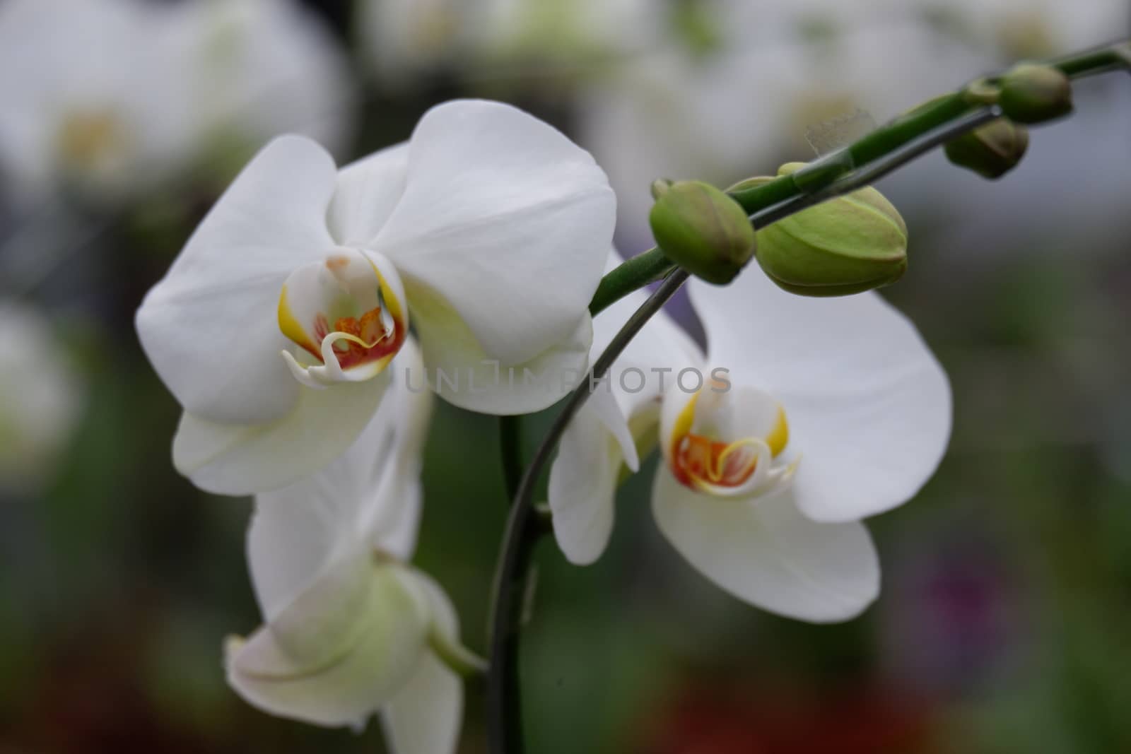 Bunga Anggrek Bulan Putih , Close up view of beautiful white phalaenopsis amabilis / moth orchids in full bloom in the garden with yellow pistils isolated on blur background