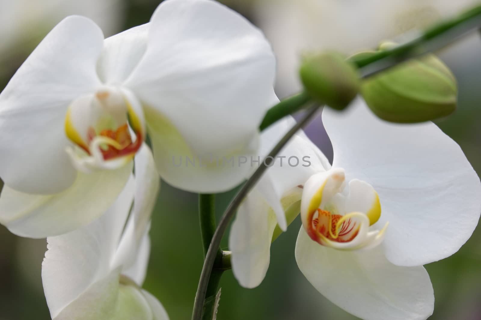 Bunga Anggrek Bulan Putih , Close up view of beautiful white phalaenopsis amabilis / moth orchids in full bloom in the garden with yellow pistils isolated on blur background