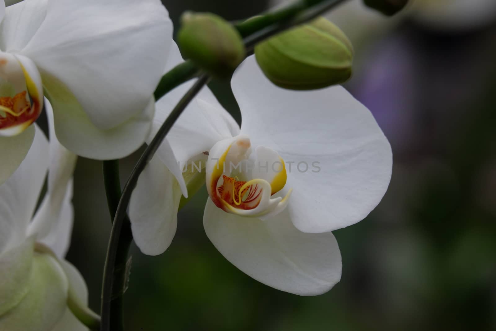 Bunga Anggrek Bulan Putih , Close up view of beautiful white phalaenopsis amabilis / moth orchids in full bloom in the garden with yellow pistils isolated on blur background