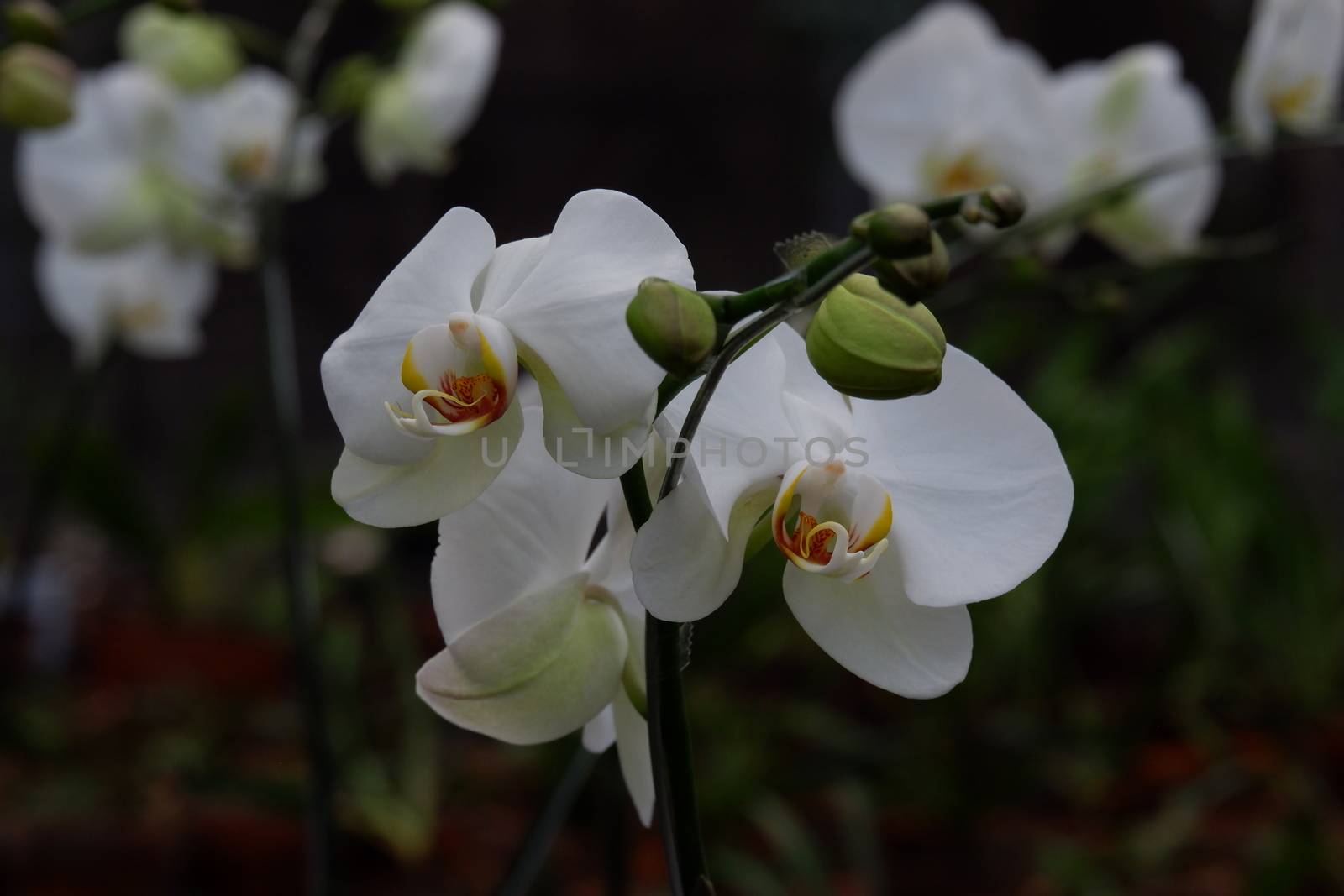 Bunga Anggrek Bulan Putih , Close up view of beautiful white phalaenopsis amabilis / moth orchids in full bloom in the garden with yellow pistils isolated on blur background