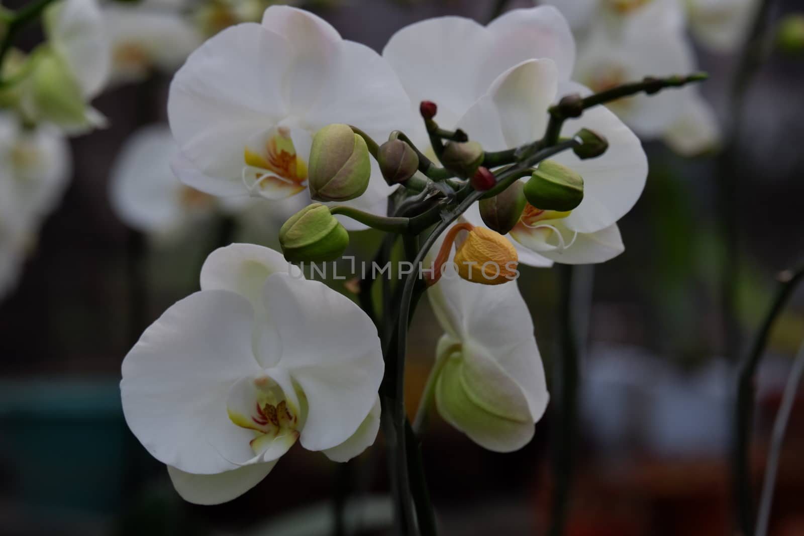 Bunga Anggrek Bulan Putih , Close up view of beautiful white phalaenopsis amabilis / moth orchids in full bloom in the garden with yellow pistils isolated on blur background