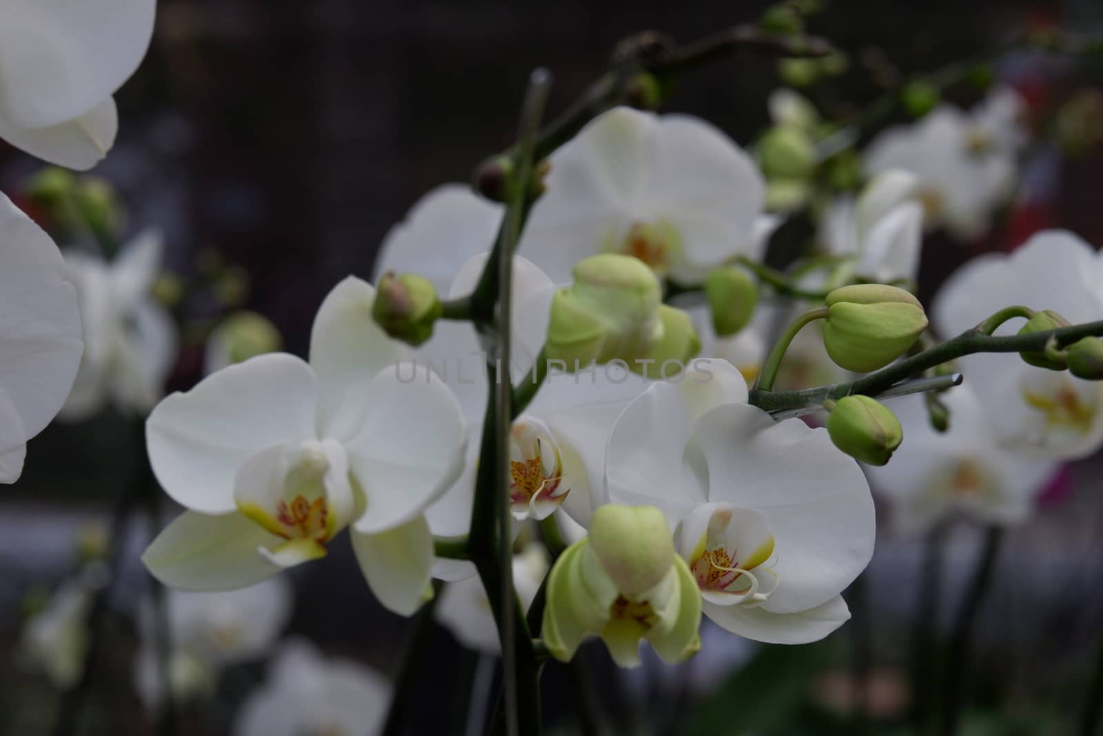 Bunga Anggrek Bulan Putih , Close up view of beautiful white phalaenopsis amabilis / moth orchids in full bloom in the garden with yellow pistils isolated on blur background