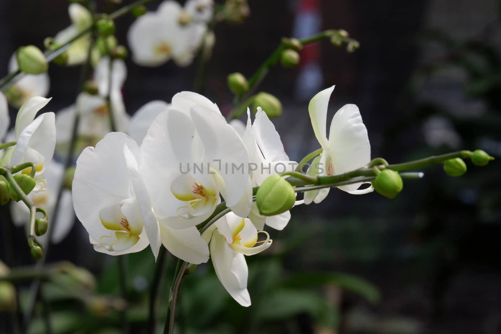 Phalaenopsis amabilis white by pengejarsenja