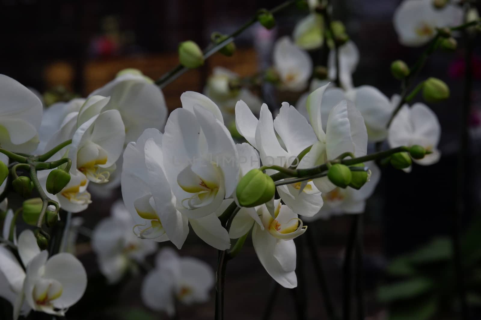 Bunga Anggrek Bulan Putih , Close up view of beautiful white phalaenopsis amabilis / moth orchids in full bloom in the garden with yellow pistils isolated on blur background