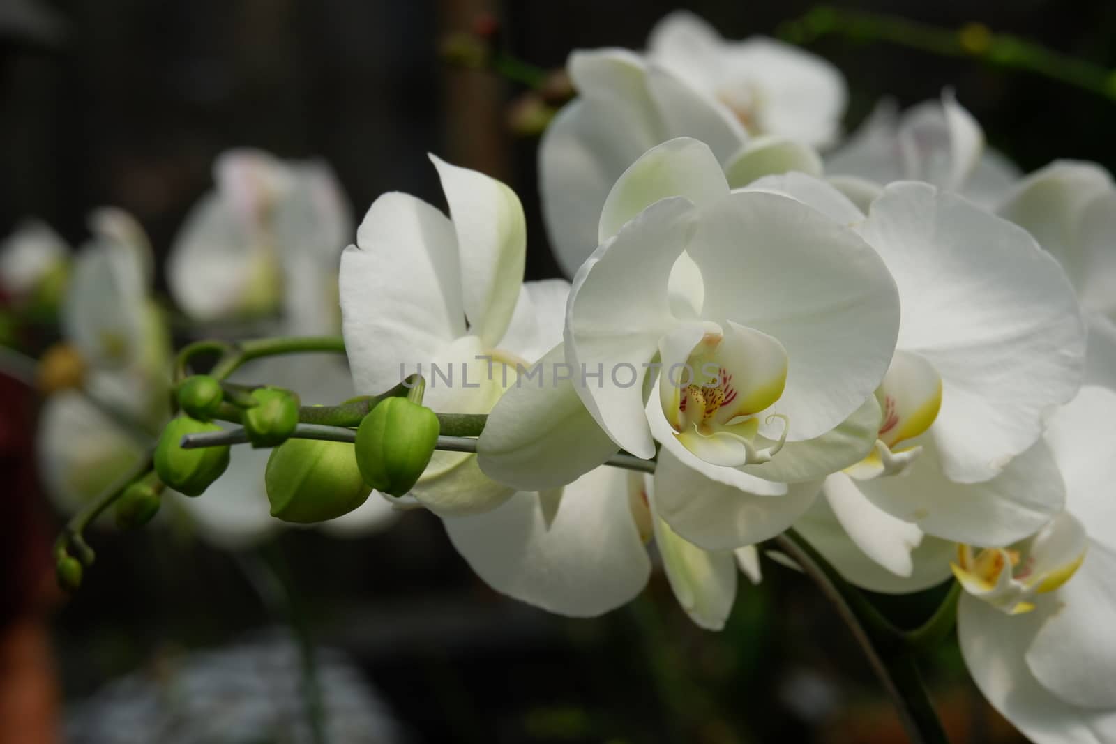 Bunga Anggrek Bulan Putih , Close up view of beautiful white phalaenopsis amabilis / moth orchids in full bloom in the garden with yellow pistils isolated on blur background