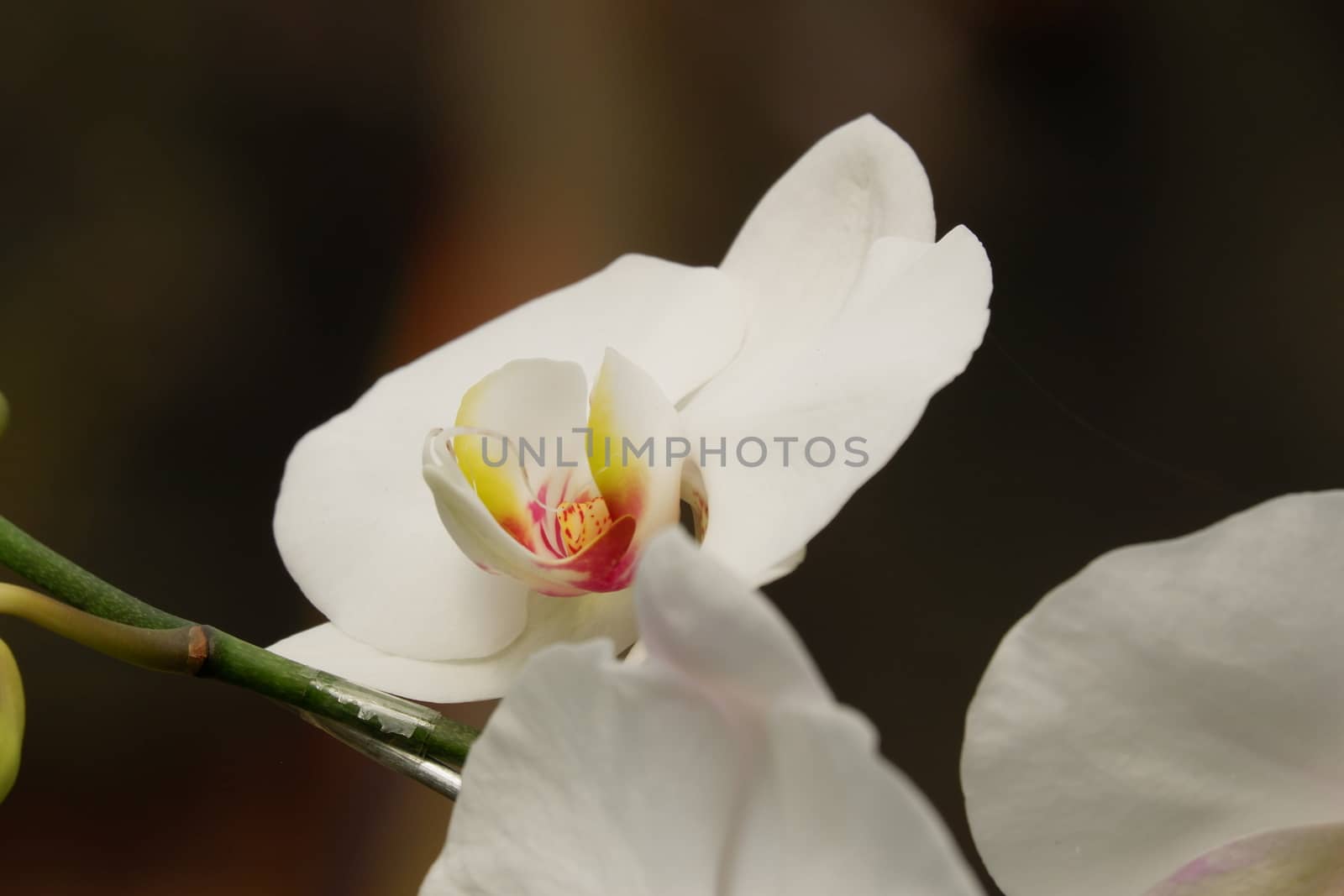 Phalaenopsis amabilis white by pengejarsenja
