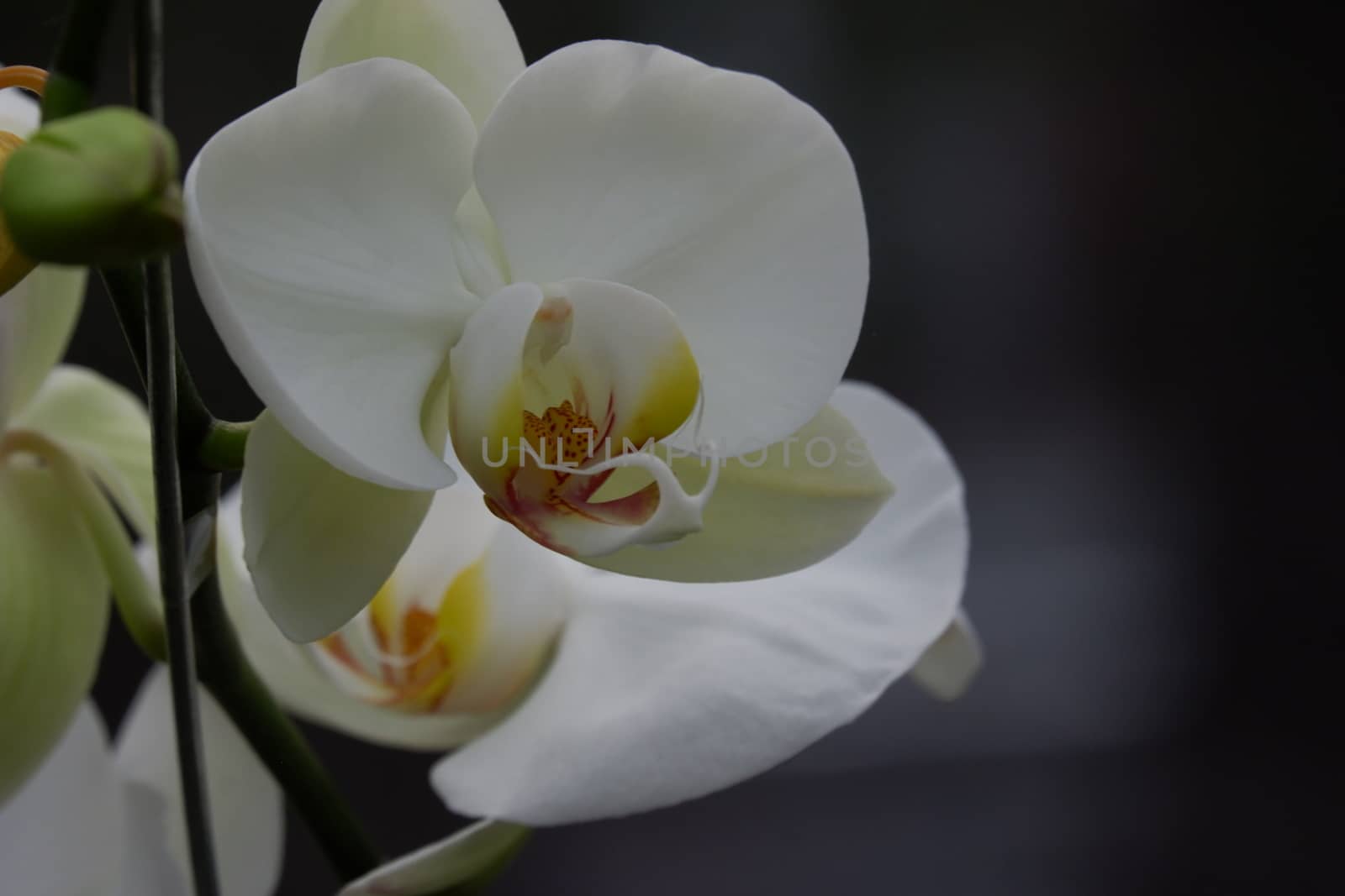 Bunga Anggrek Bulan Putih , Close up view of beautiful white phalaenopsis amabilis / moth orchids in full bloom in the garden with yellow pistils isolated on blur background