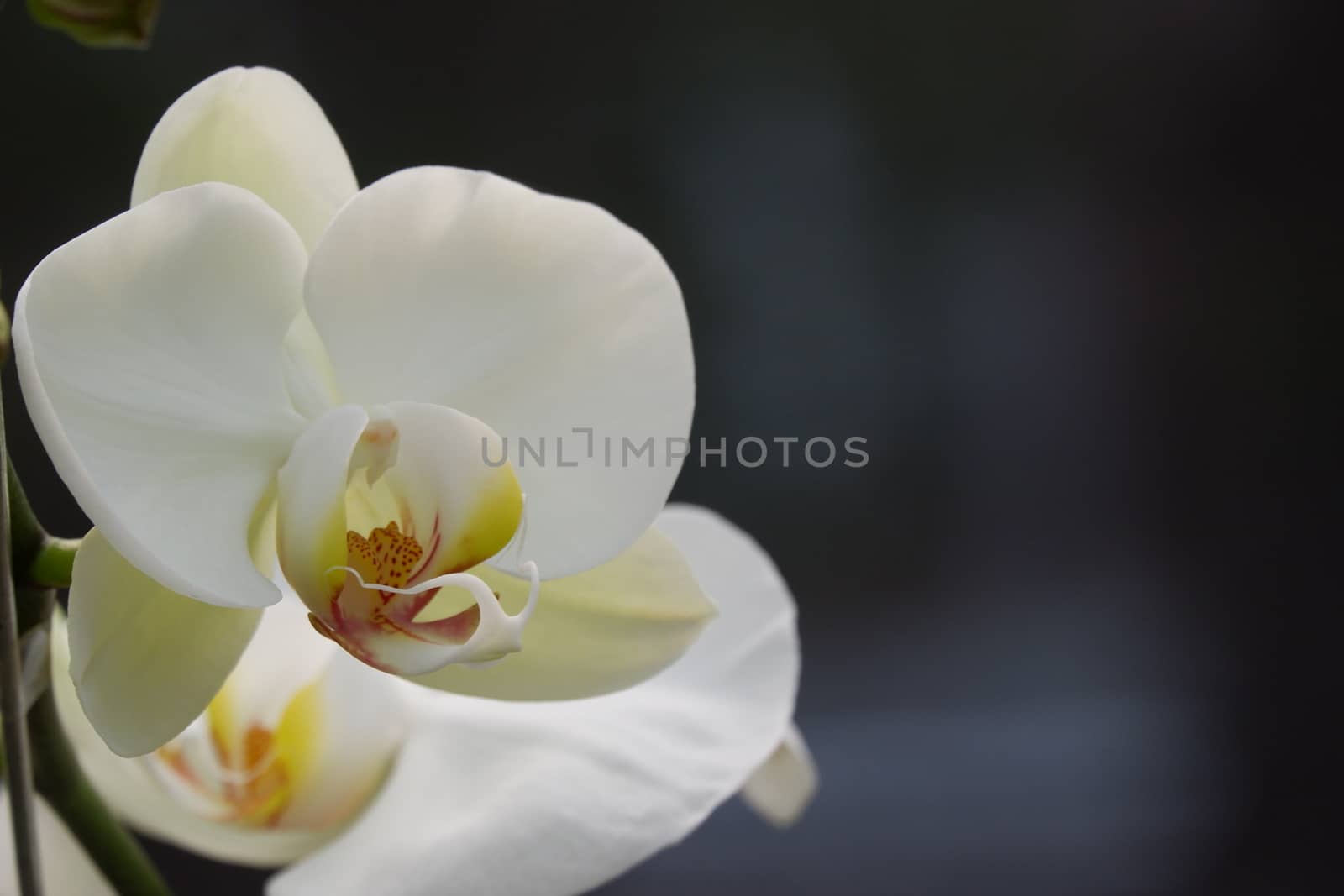 Bunga Anggrek Bulan Putih , Close up view of beautiful white phalaenopsis amabilis / moth orchids in full bloom in the garden with yellow pistils isolated on blur background