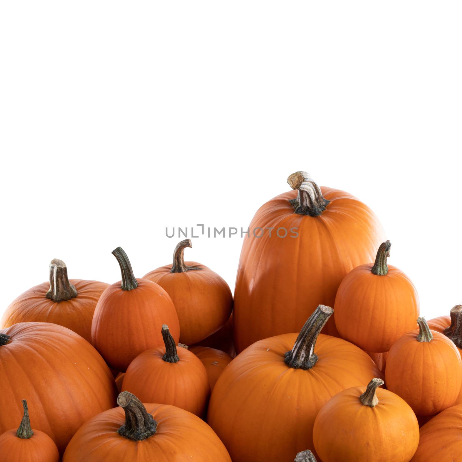 Heap of many orange pumpkins of the same kind isolated on white background , Halloween concept