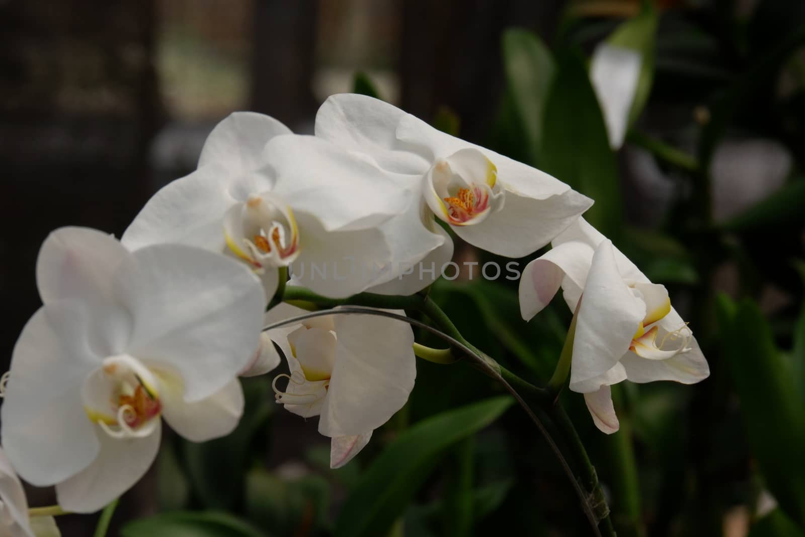 Phalaenopsis amabilis white by pengejarsenja