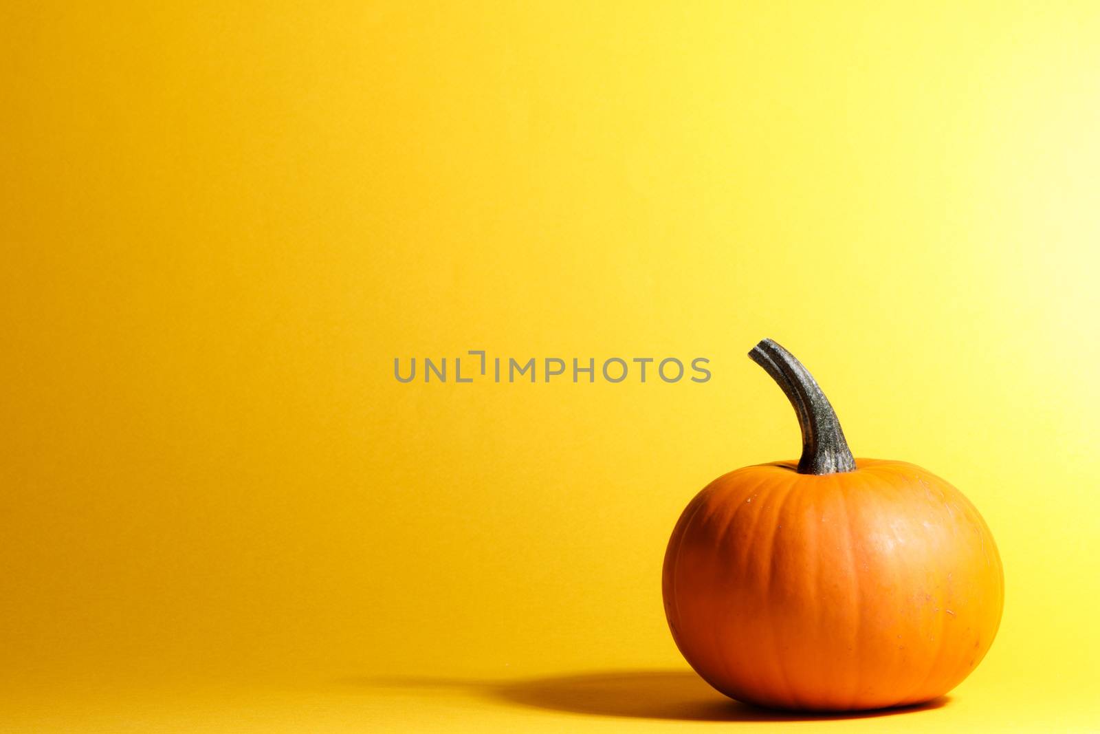 Holiday halloween background with pumpkin on yellow, copy space for text