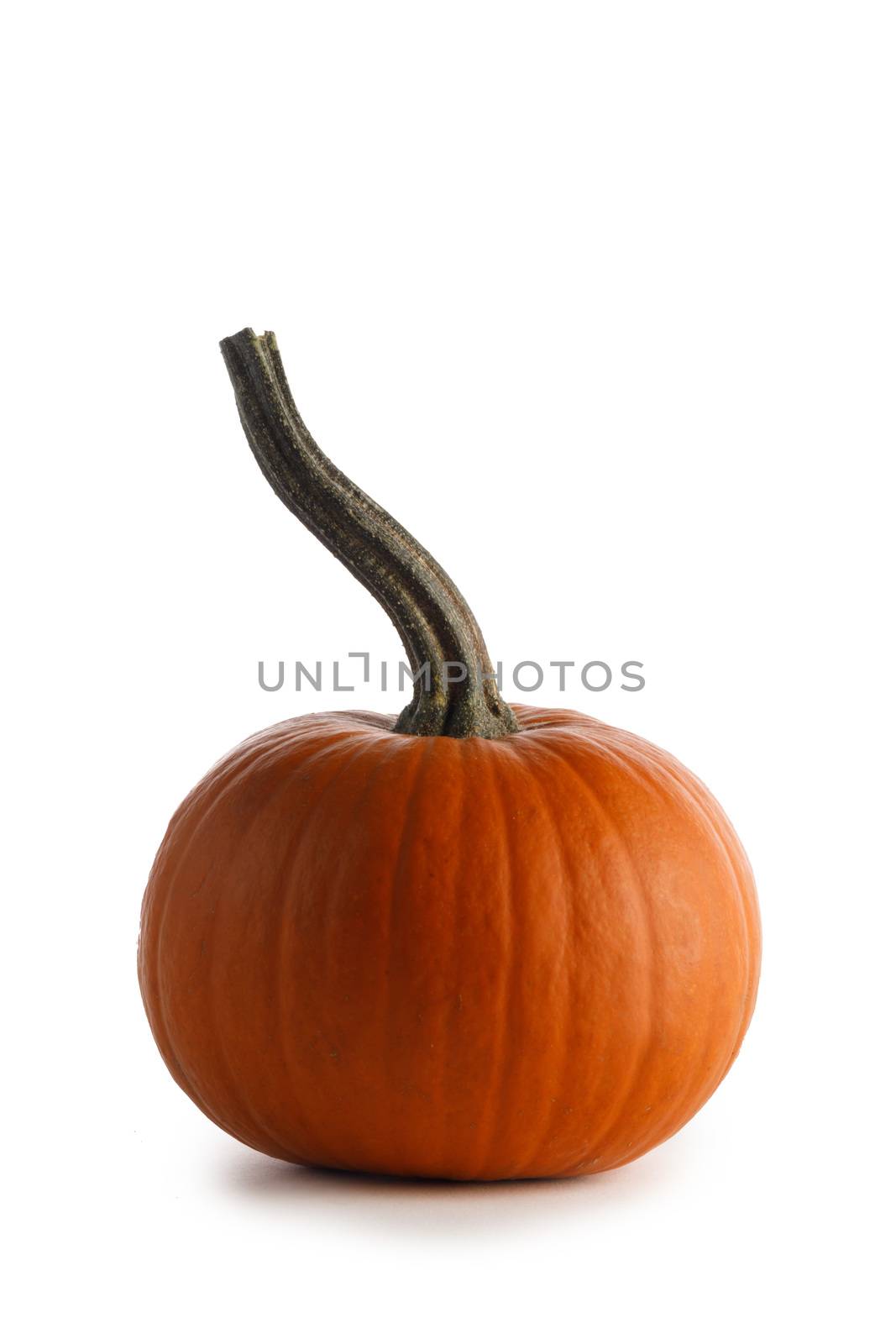 One small orange pumpkin closeup isolated on white background