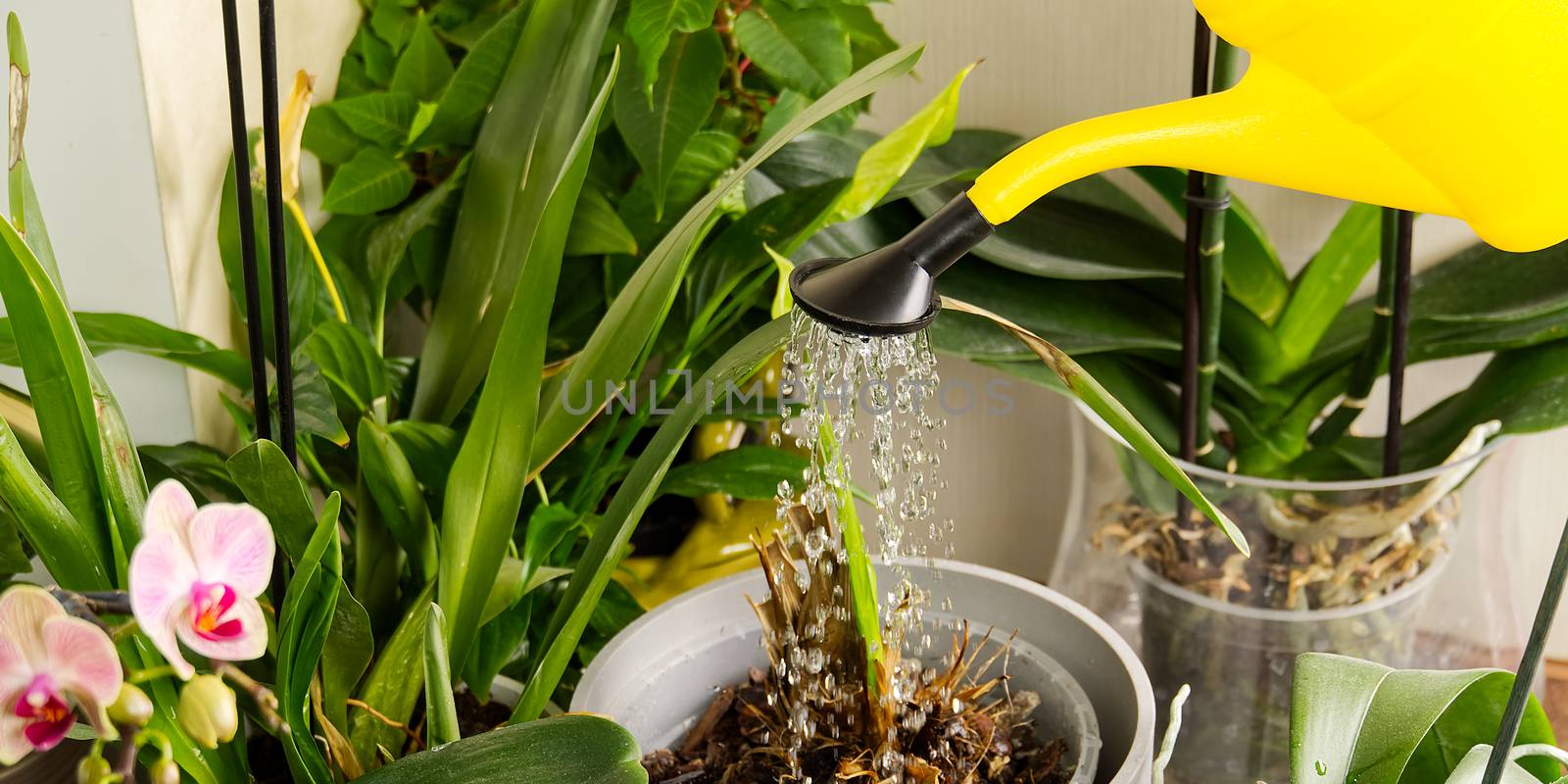 woman gardener watering orchid flowers athome. houseplant care. housework and plants care concept. Home gardening, love of plants and care. by PhotoTime