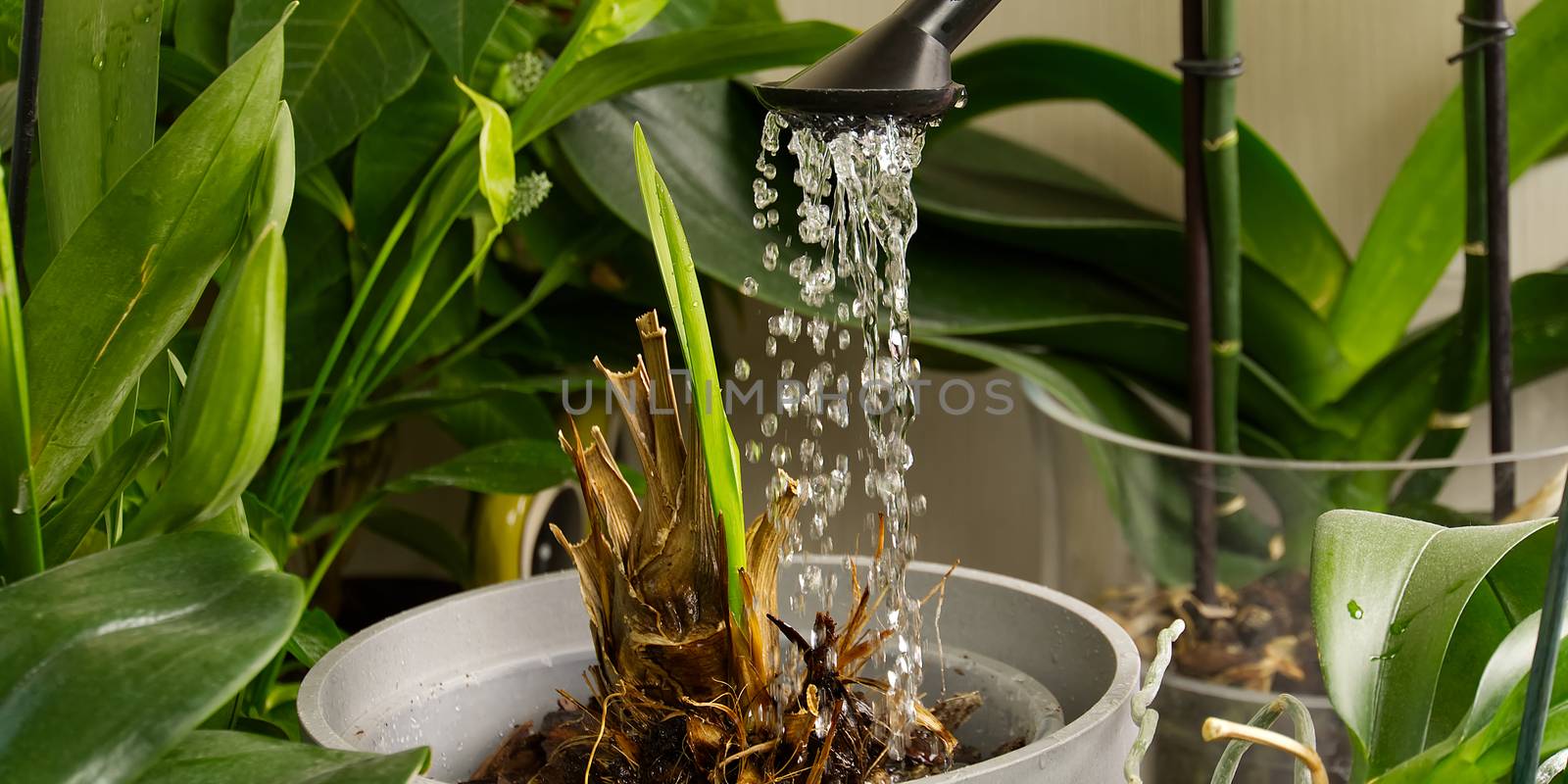 woman gardener watering orchid flowers athome. houseplant care. Home gardening, love of plants and care. housework and plants care concept.