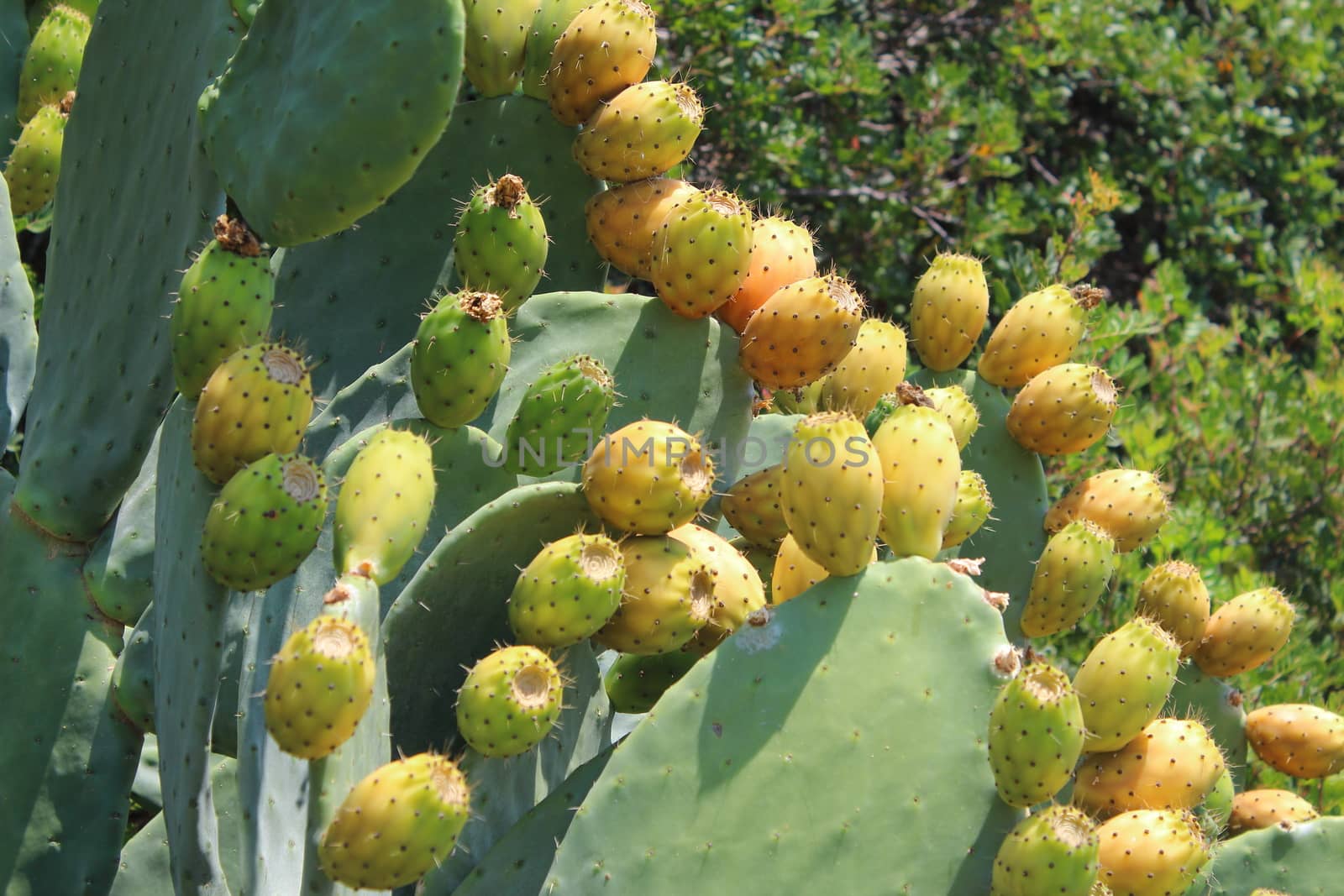 prickly pear plant with fresh and colorful fruits from southern italy