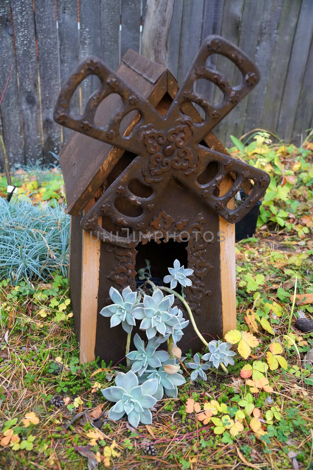 a wooden decorative mill with blue succulents growing out of the window in the garden