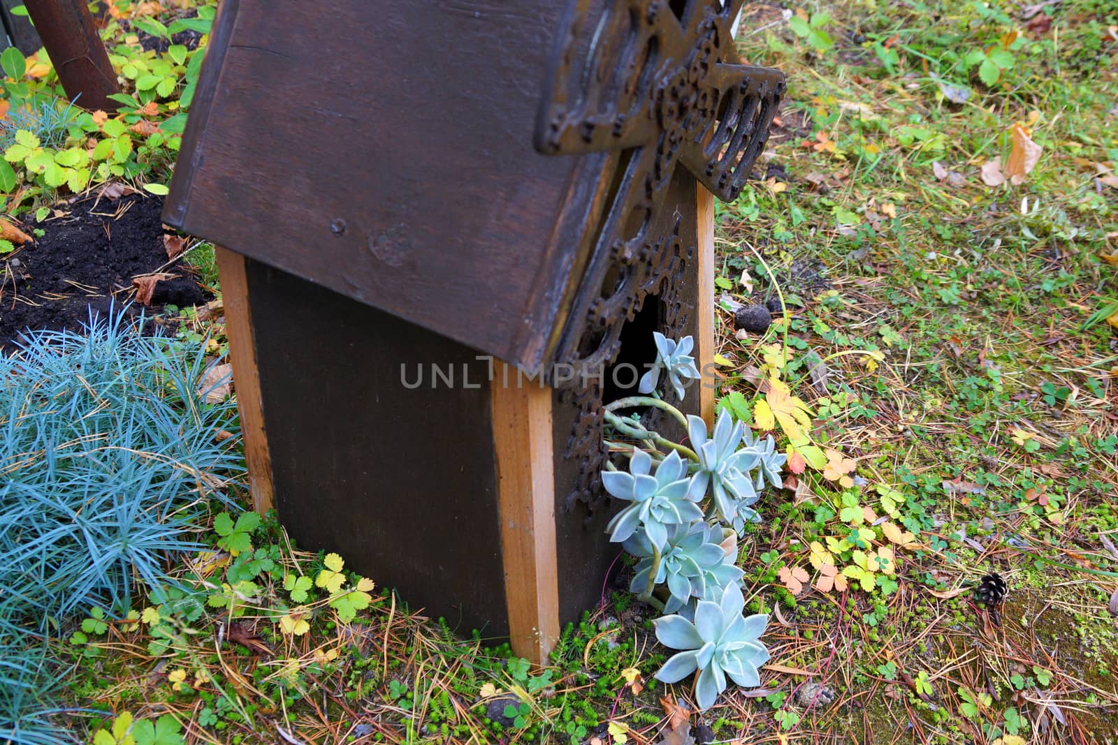 a wooden decorative mill with blue succulents growing out of the window in the garden