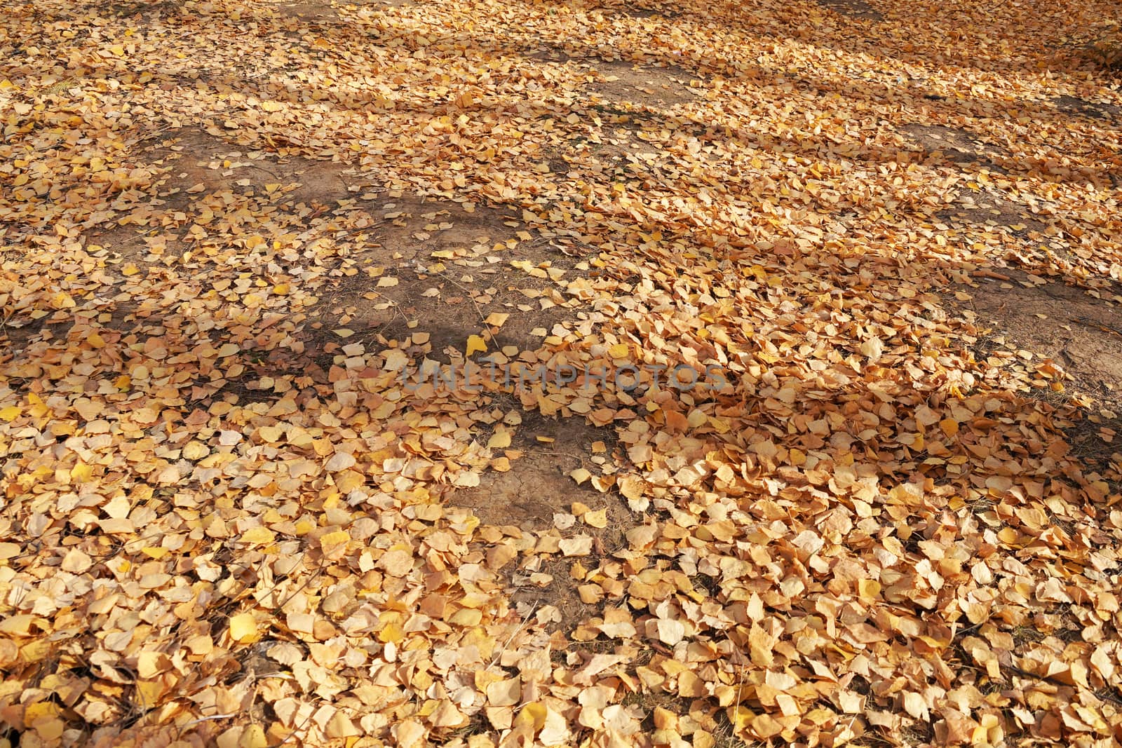 yellow autumn leaves on the ground on a sunny day.