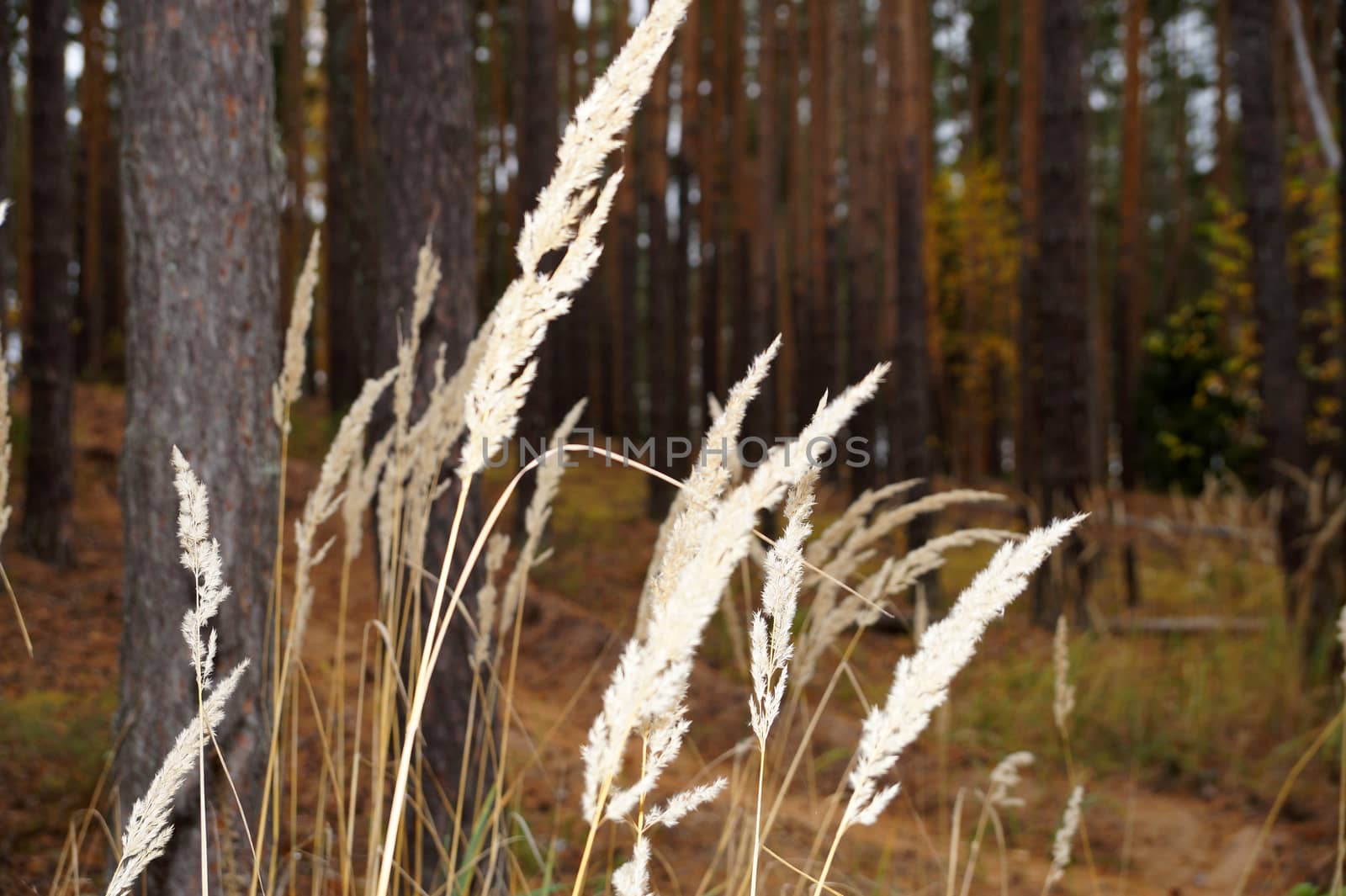 dry grass close up on the background of the autumn coniferous forest