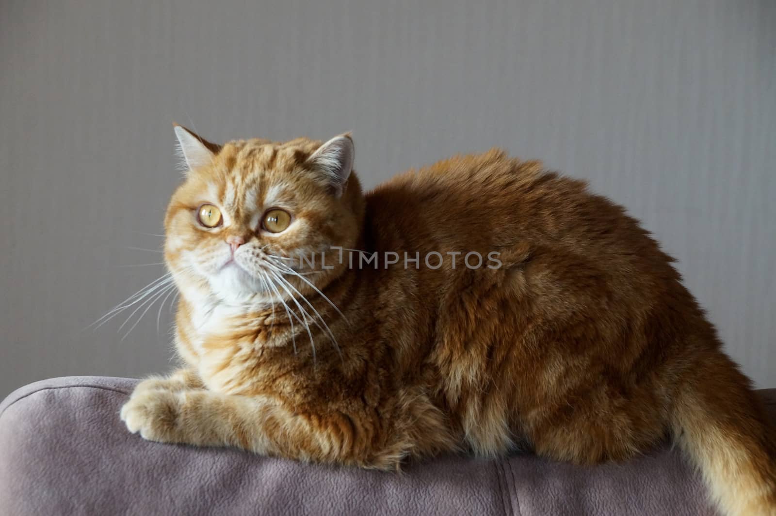 ginger Scottish cat on the back of the sofa.