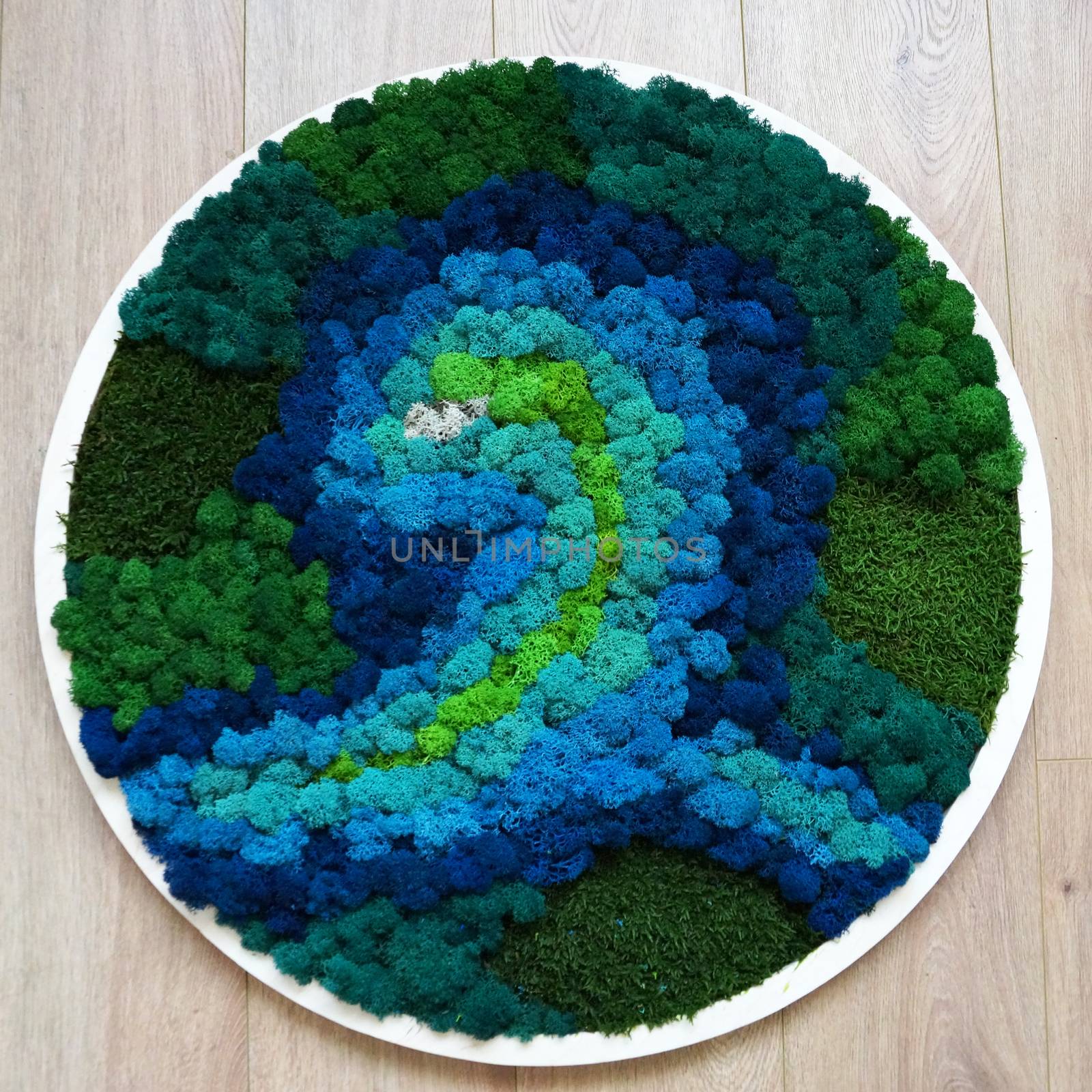 round panel from colored stabilized moss on a wooden background by Annado