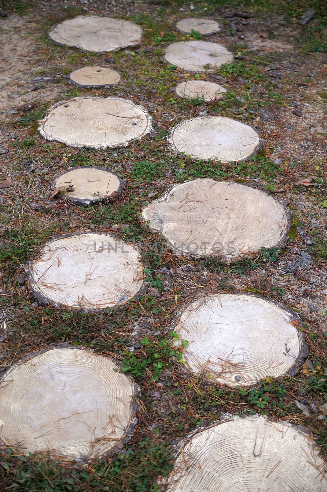 decorative path in the garden from round wooden cuts.