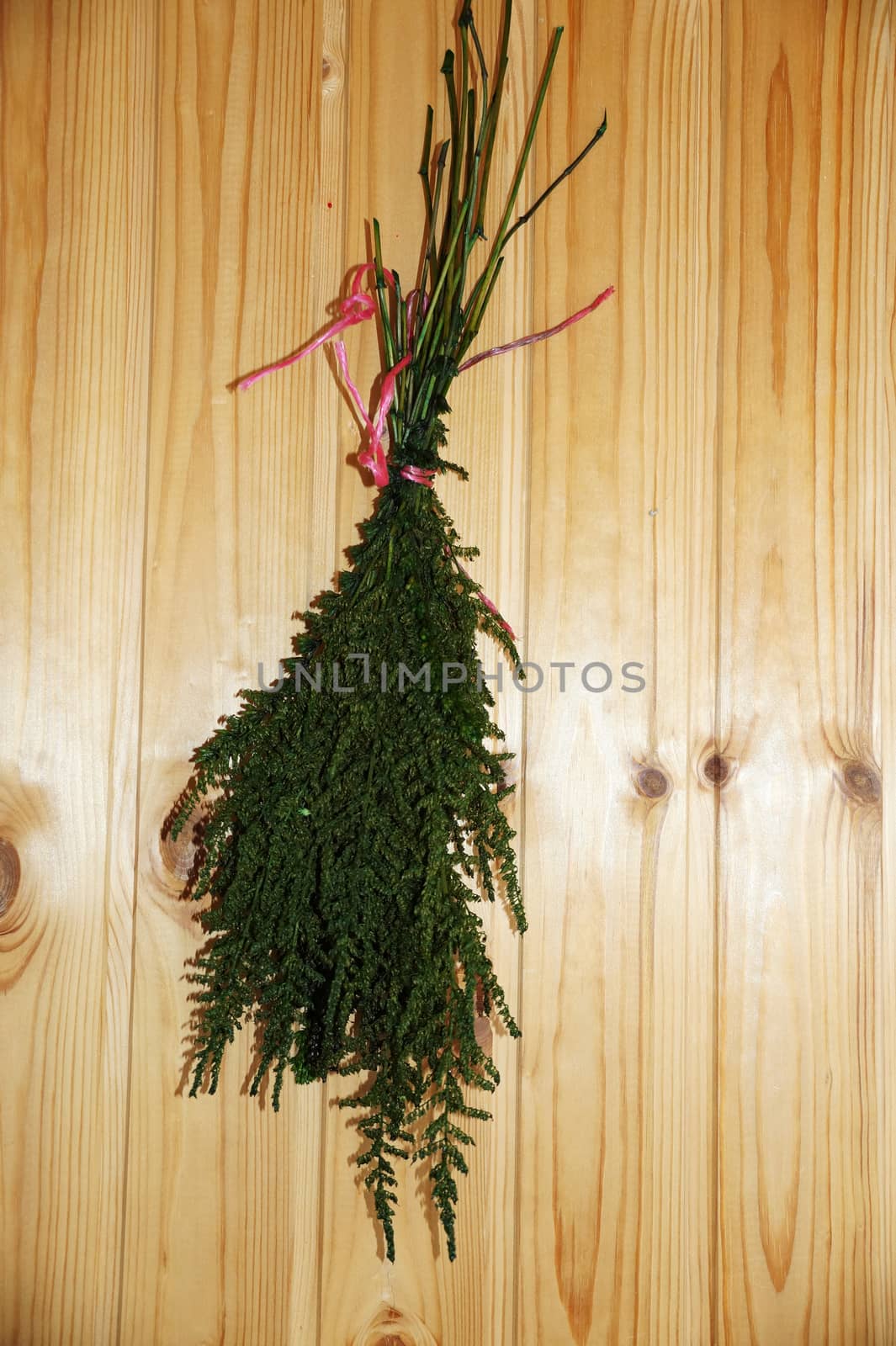 a bunch of green stabilized plants on a wooden wall background close-up