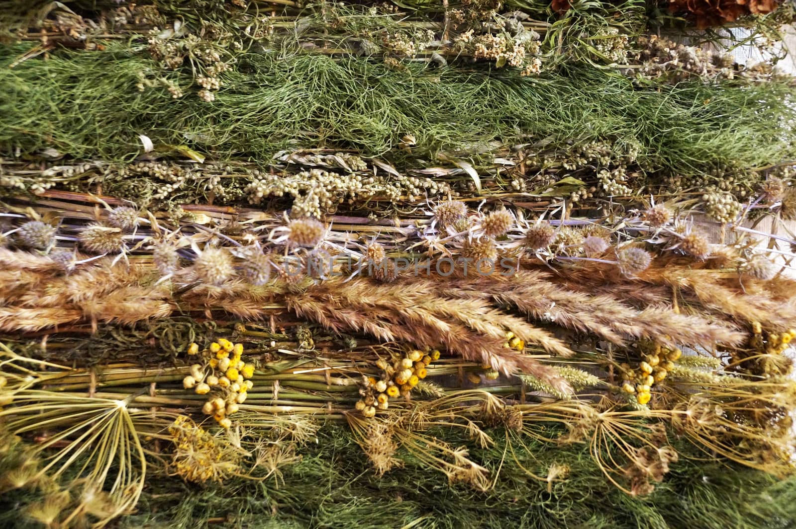 panels of medicinal herbs as interior decoration close up