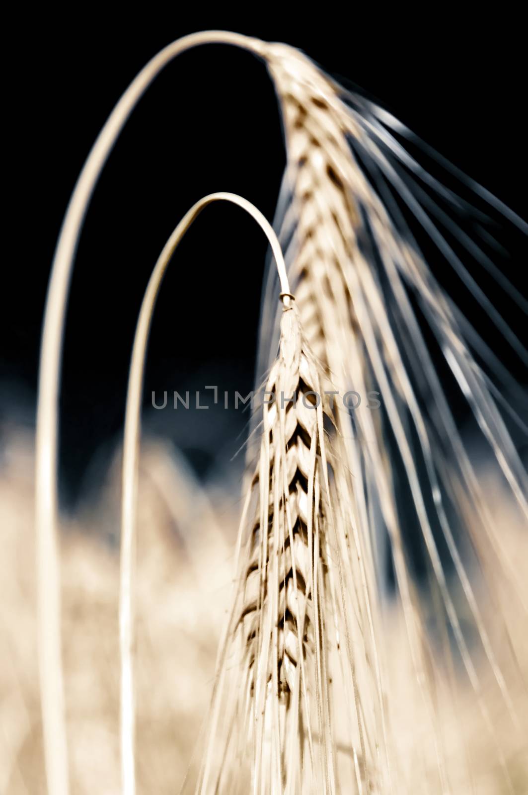 field of barley