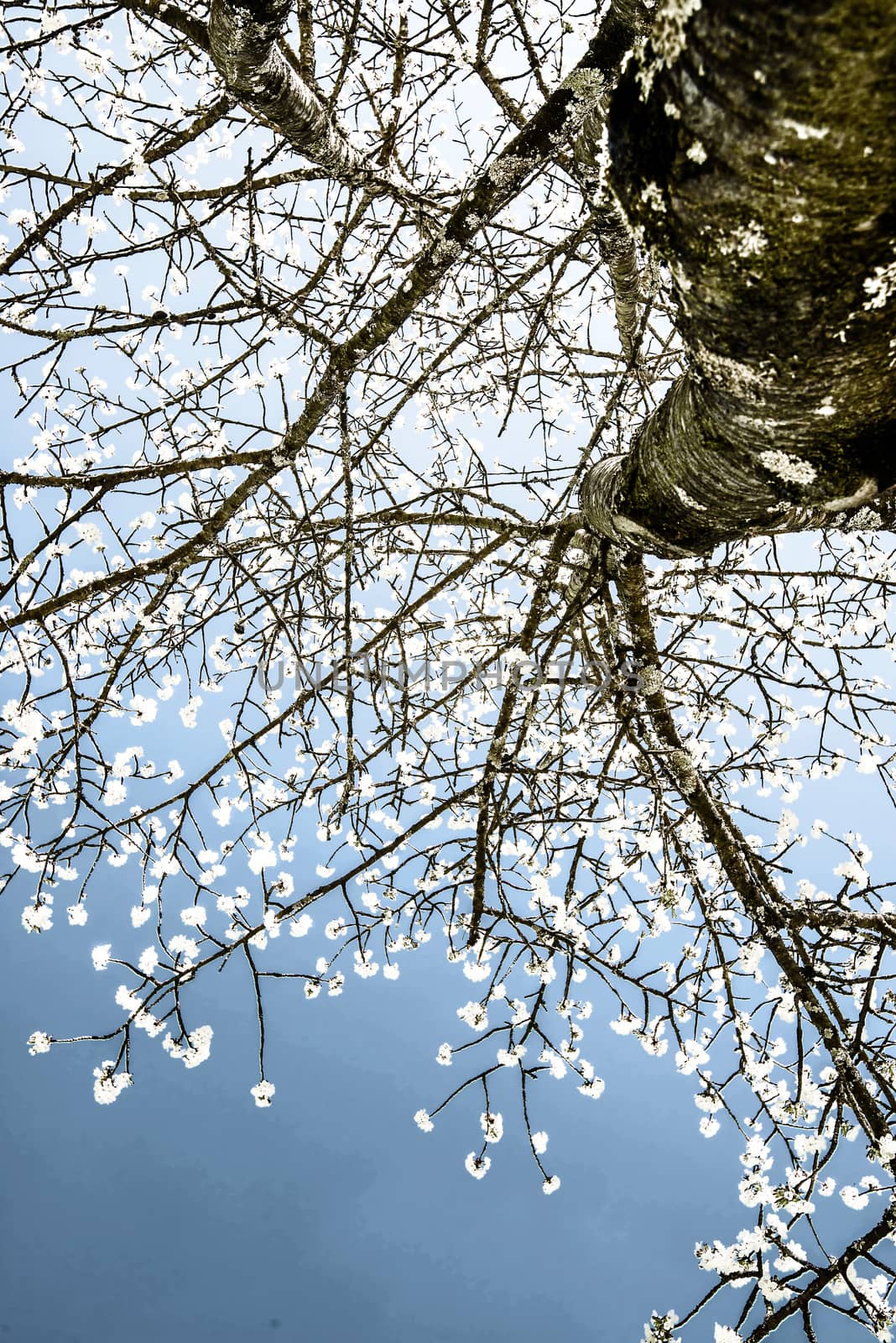 cherry blossom on a blue sky, view up to the head