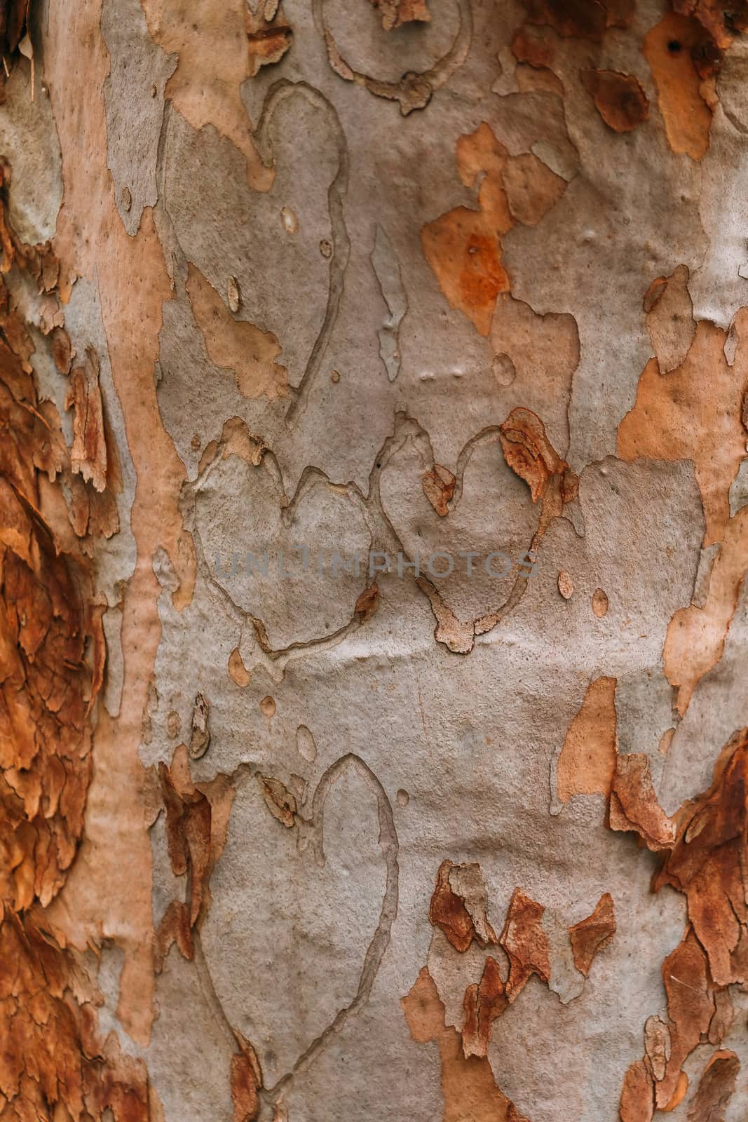 Hearts gouged on Australian gum tree trunk.  Concept