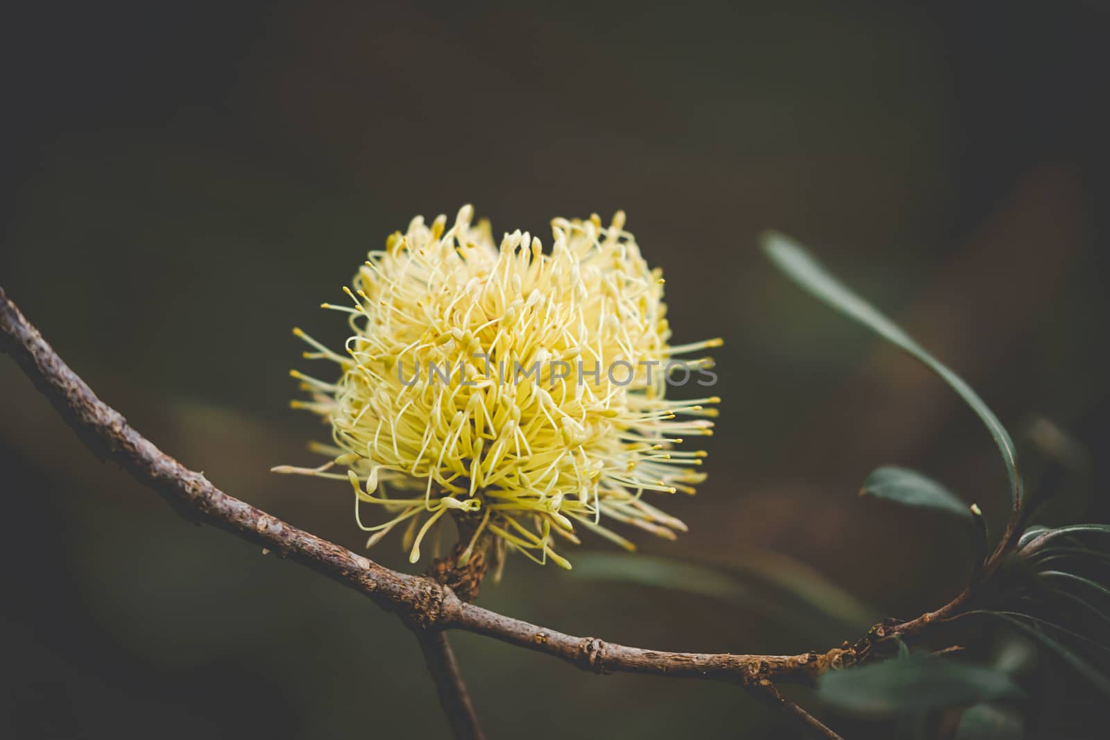 Australian native flowering in spring