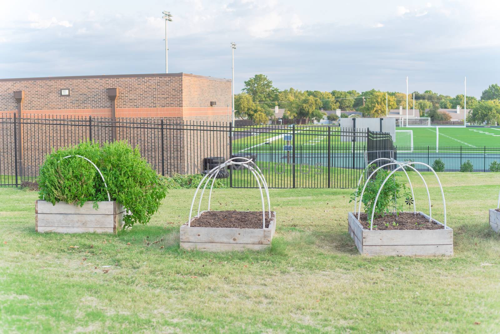 Row of raised bed garden with PVC pipe for cold frame support at elementary school near Dallas, Texas, America. School building with football field in background