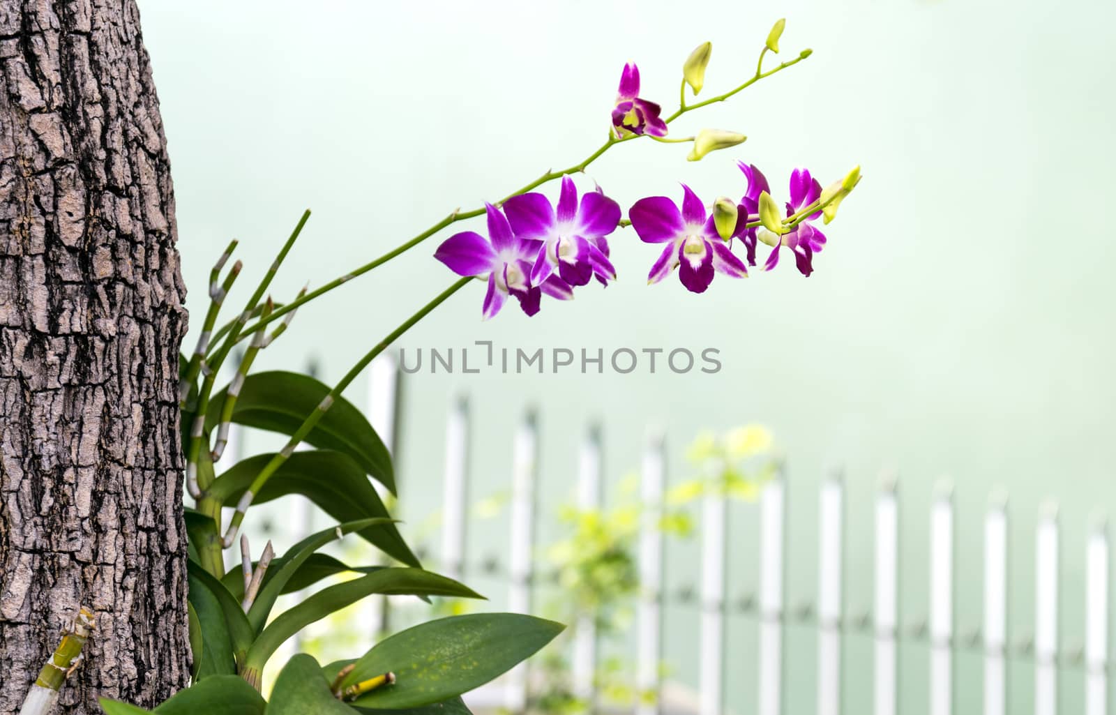 Thailand purple orchid in the garden.