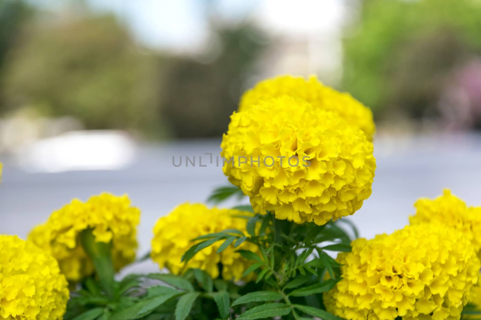 Beautiful and colorful golden yellow marigold flower.