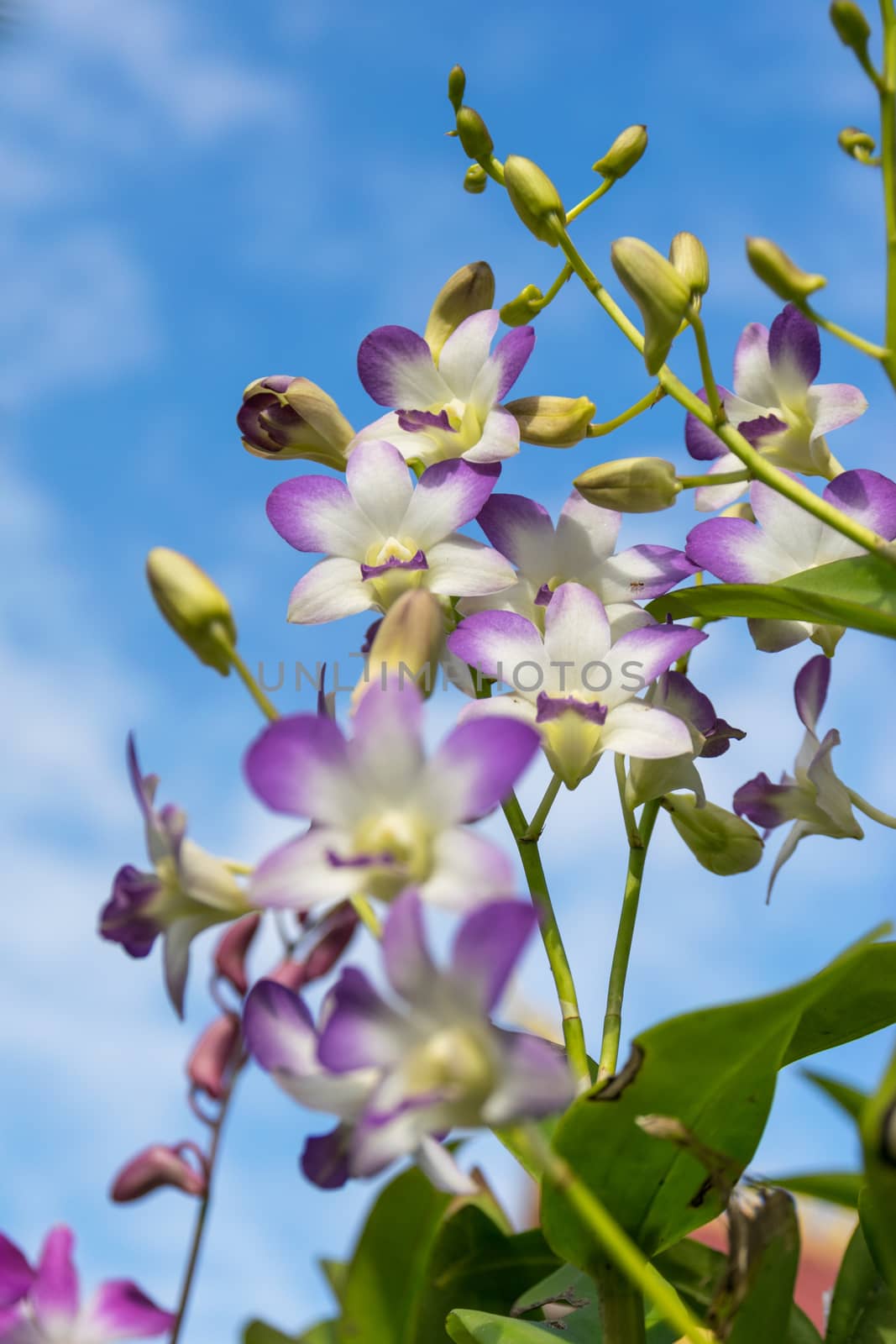 Thailand purple orchid in the garden.