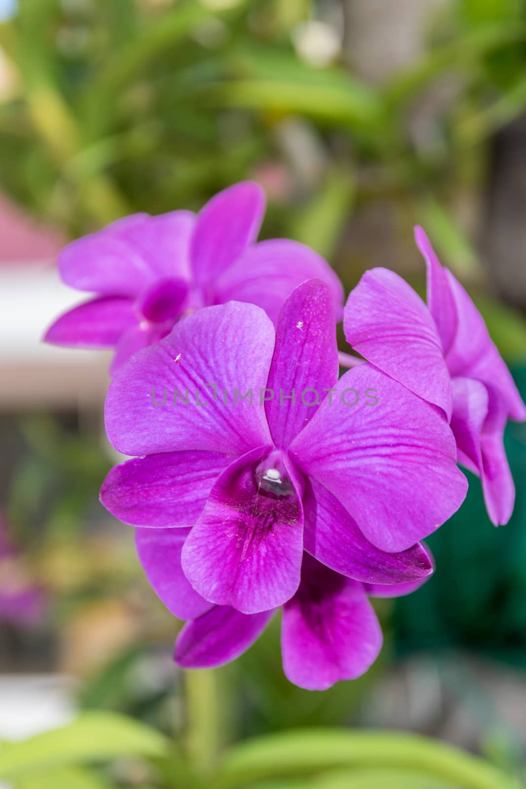 Thailand purple orchid in the garden.