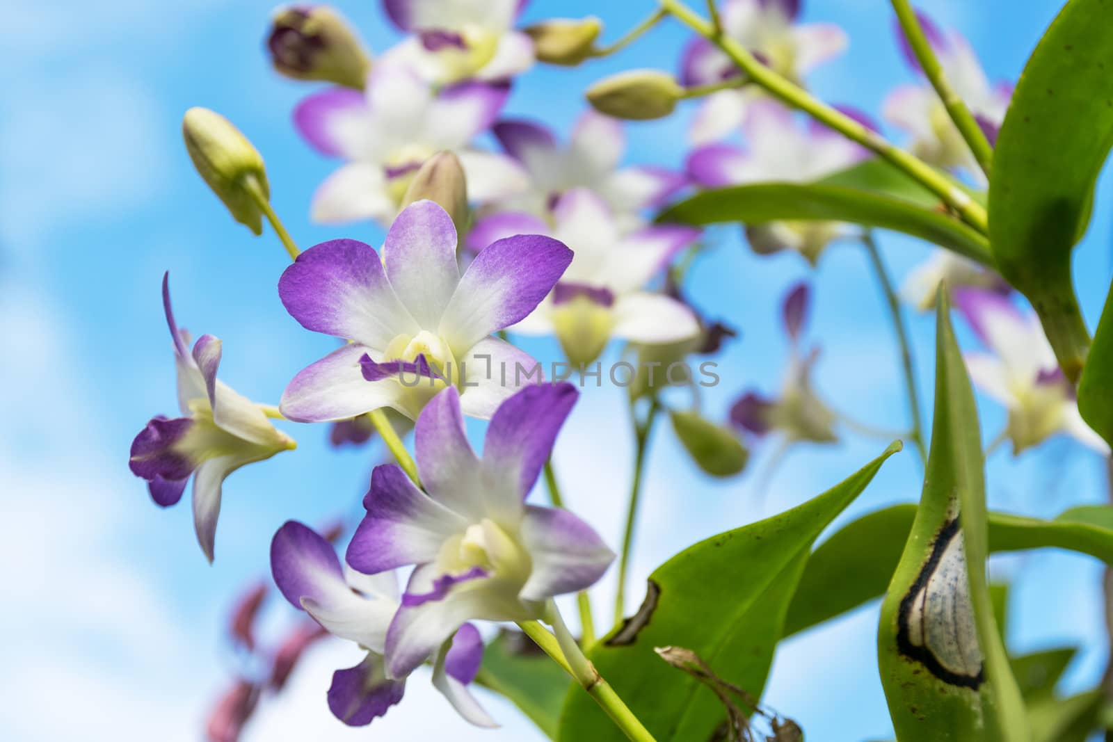 Thailand purple orchid in the garden.