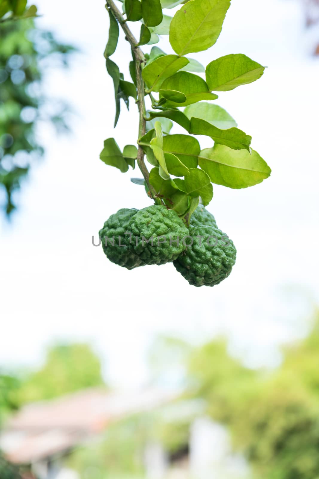 Kaffir lime leaves ,Green,Nature.