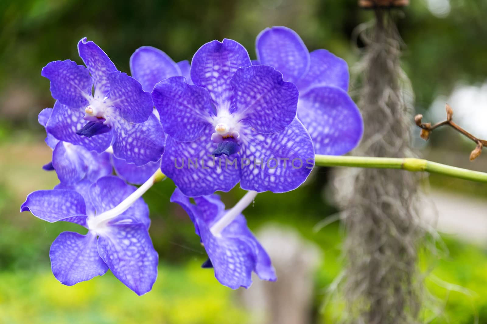 Beautiful and colorful  orchid in the garden.