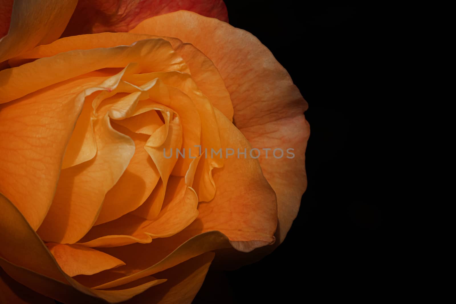 Delicate colorful rose isolated on black with copy space. Rose isolated background wallpaper.