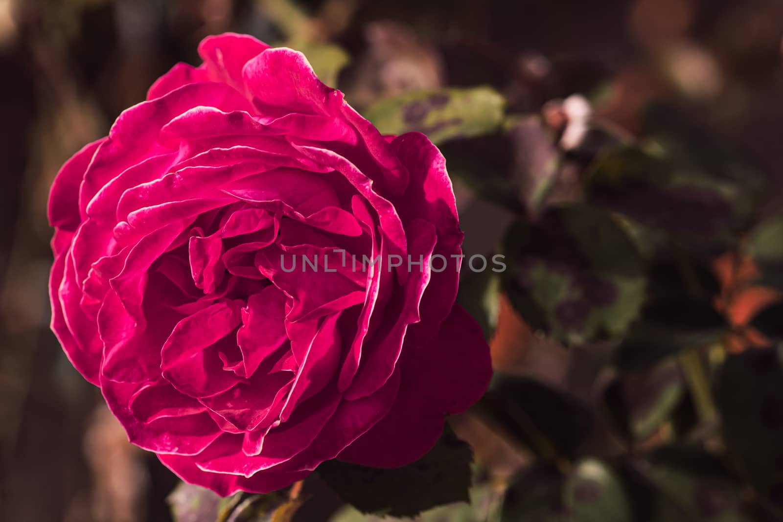 Delicate colorful rose isolated in garden with copy space. Rose isolated background wallpaper.