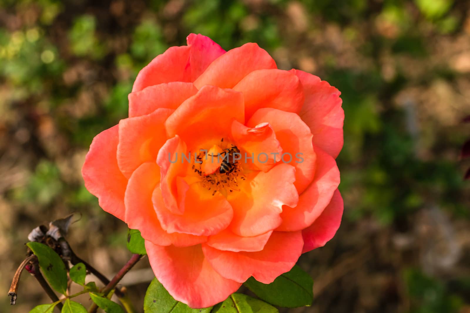 Delicate colorful rose isolated in garden with copy space. Rose isolated background wallpaper.